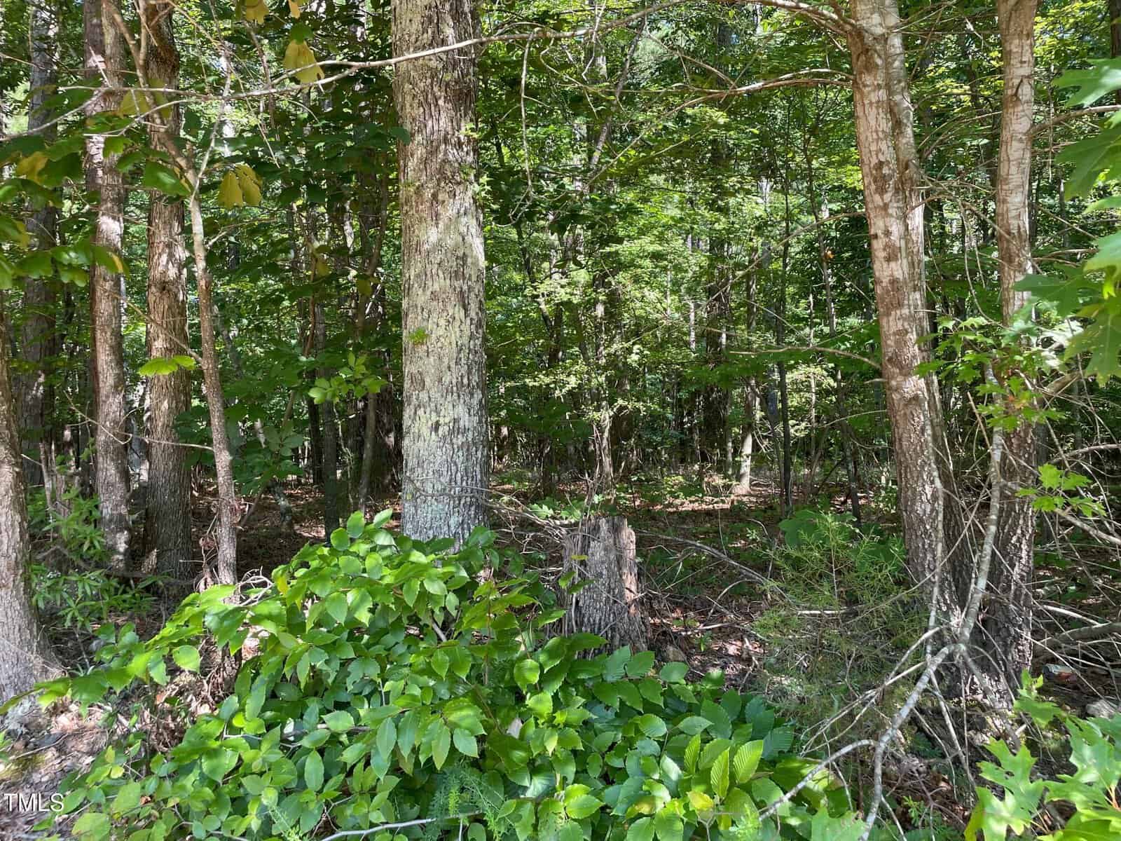 A dense forest scene with tall trees, green foliage, and a few tree stumps. Sunlight filters through the canopy, illuminating leaves and plants on the forest floor.