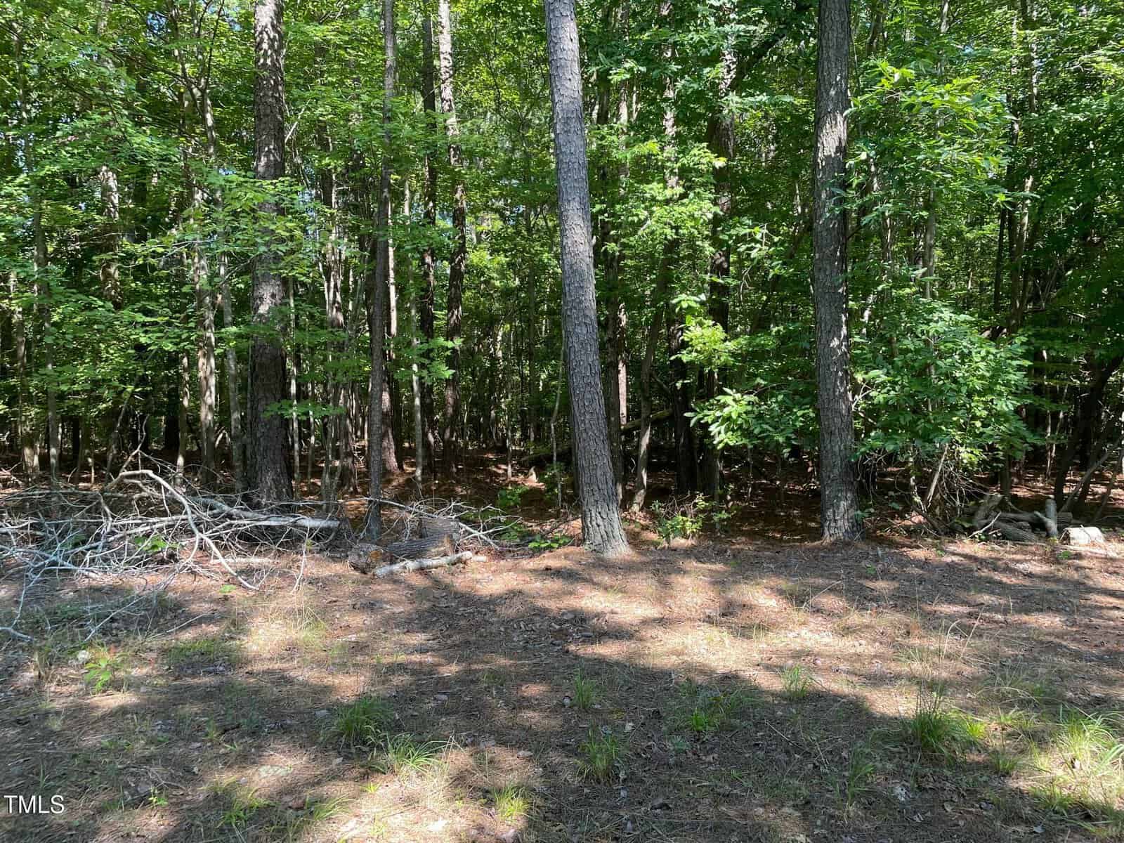 A wooded area with tall trees and green foliage, sunlight filtering through the leaves, and scattered branches on the ground in the foreground. The forest floor is covered with pine needles and sparse grass.