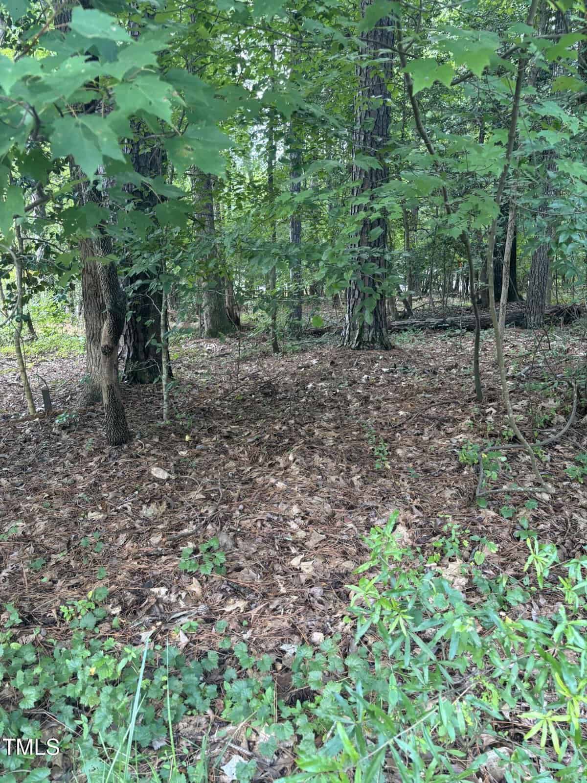 A wooded area with tall trees, green leaves, and a forest floor covered in brown pine needles, leaves, and low green plants. Sunlight filters through the dense foliage.