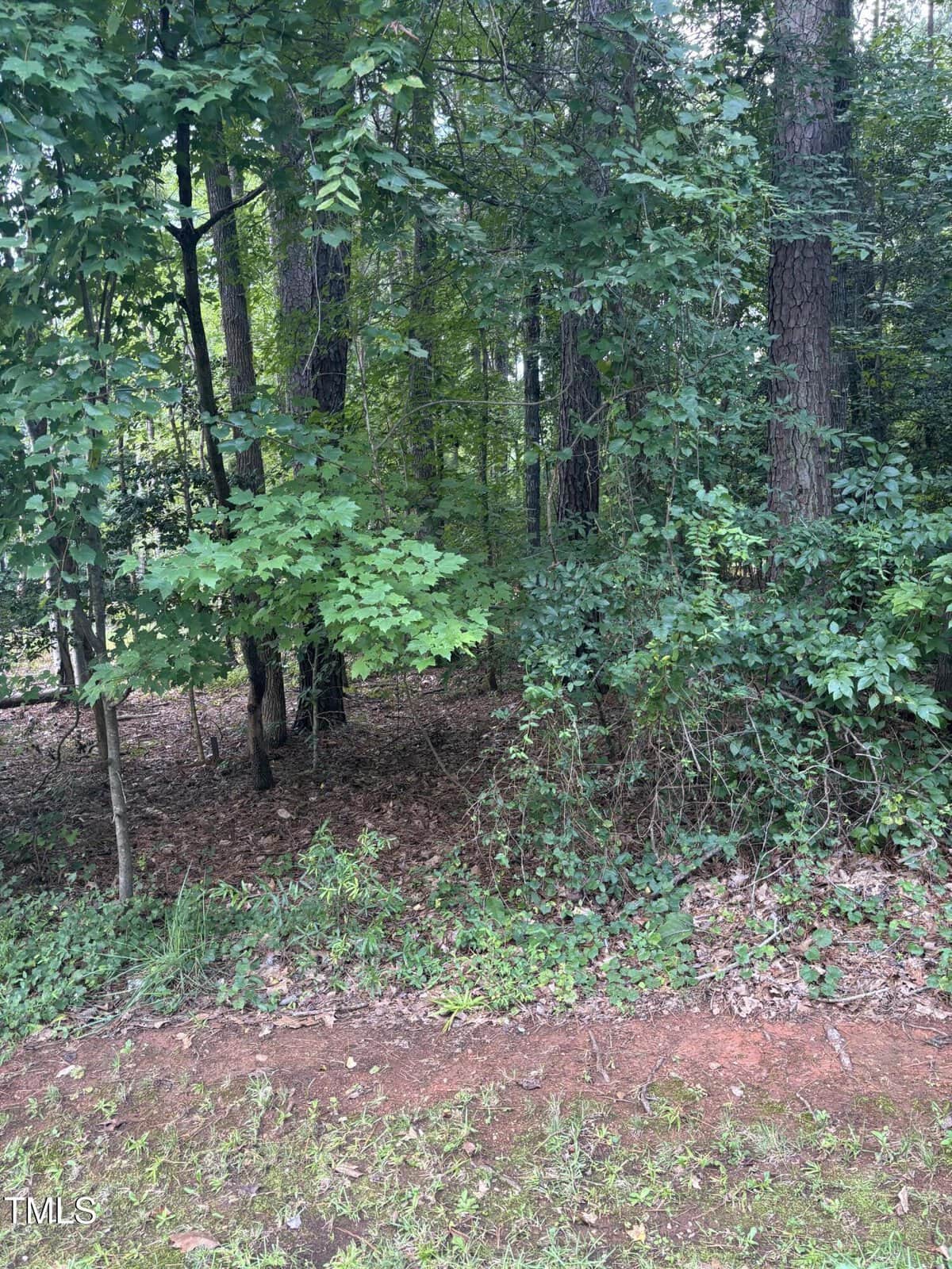 A wooded area with tall trees, dense green foliage, and a patch of grass and dirt in the foreground. Sunlight filters through the leaves, creating a natural, forested scene.