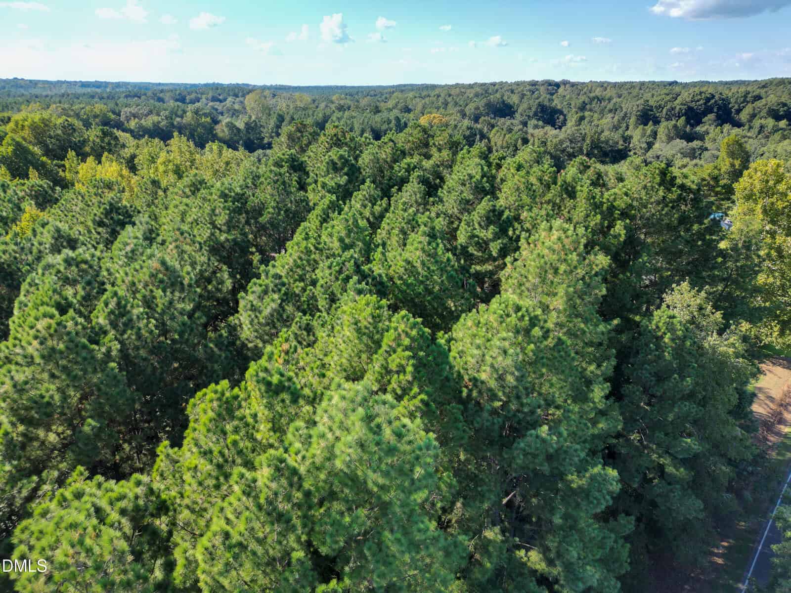 Aerial view of a dense forest with tall green pine trees under a partly cloudy sky, extending towards a distant, tree-covered landscape.