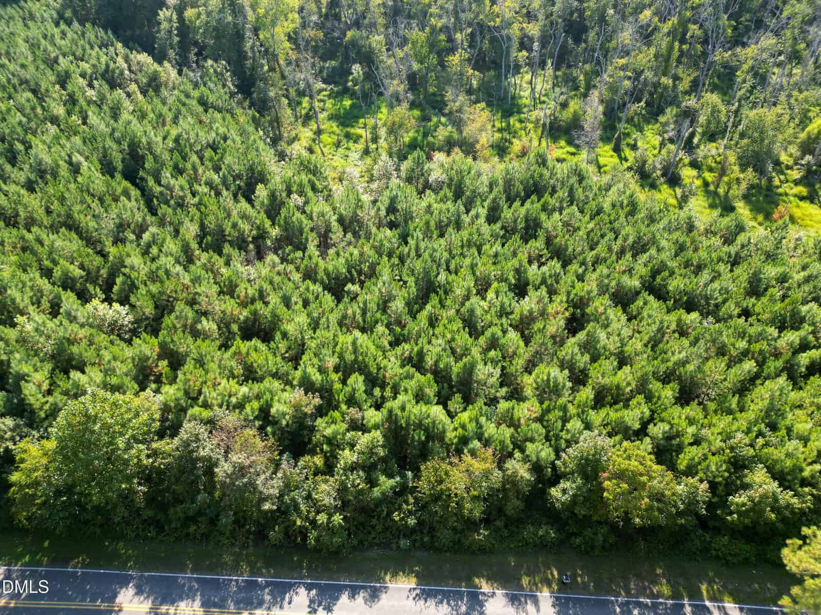 Aerial view of a dense forest with green trees, bordered by a road at the bottom of the image. Sunlight creates patches of shadow and light on the trees.