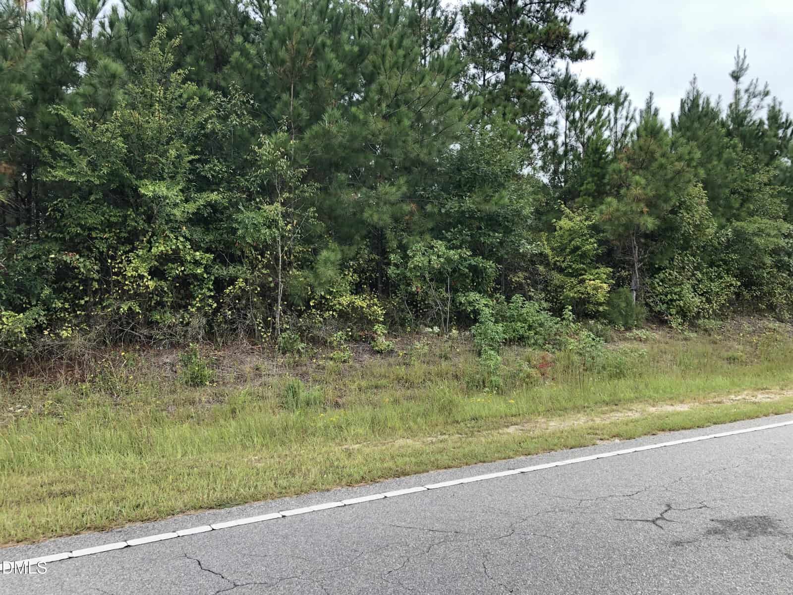 A paved road runs alongside a dense area of green trees and shrubs. Grass and small plants grow between the road and the wooded area under an overcast sky.