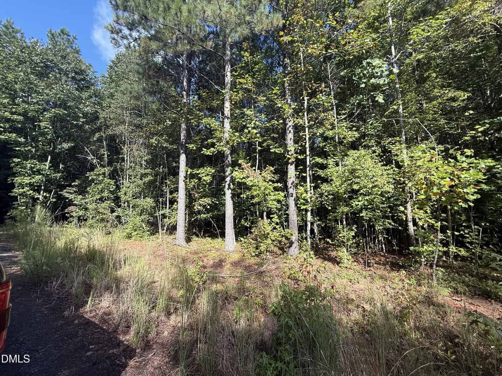 A wooded area with tall trees and dense green foliage under a sunny sky. The ground is covered with dry grass and leaves, and part of a red vehicle is visible at the left edge of the image.