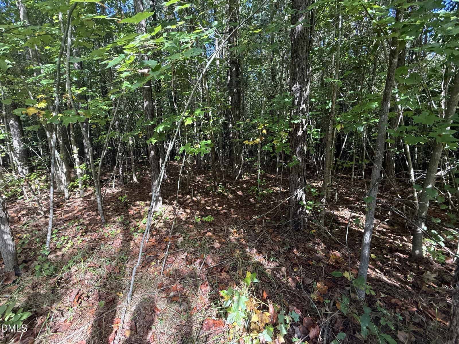 A wooded area with tall, thin trees and dense underbrush. Sunlight filters through the leaves, casting shadows on the forest floor, which is covered in fallen leaves, pine needles, and patches of green foliage.