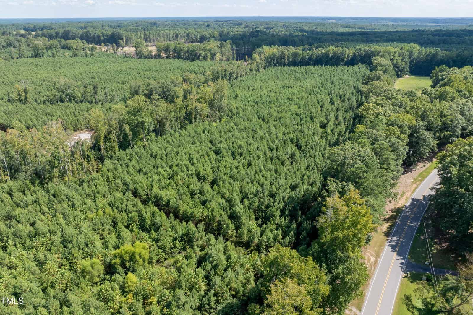 Aerial view of a dense forest with rows of green trees next to a two-lane paved road, with more forested land and a clear sky in the background.