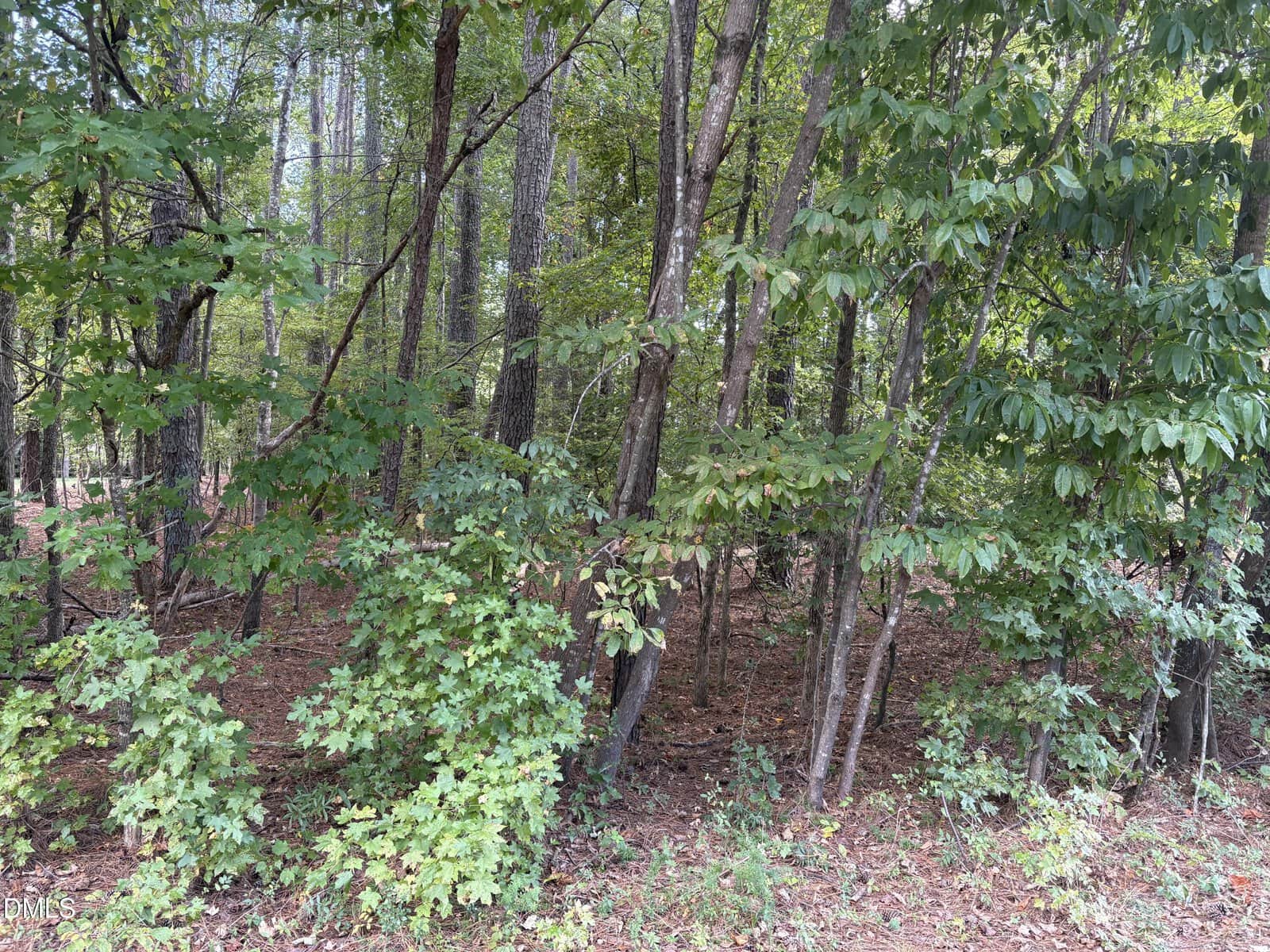 A wooded area with dense green foliage, tall trees with thin trunks, and a layer of brown pine needles and leaves covering the forest floor. Sunlight filters through the canopy, creating patches of light and shadow—much like the tranquil scenery surrounding 131 Clear Water Road in Louisburg.