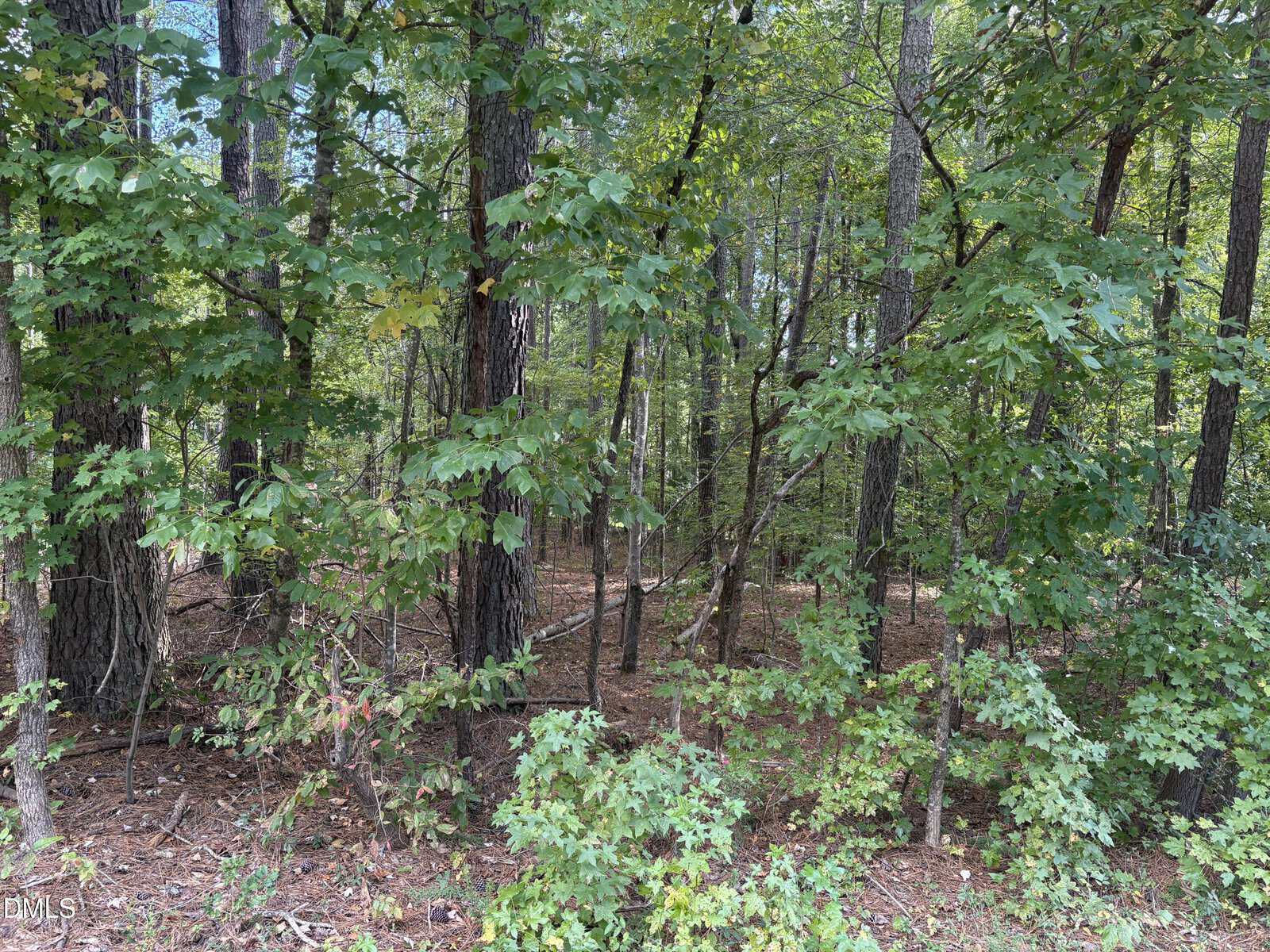 Dense forest scene with tall trees, green leaves, and a ground layer covered in brown pine needles and small branches. No visible paths or human activity.