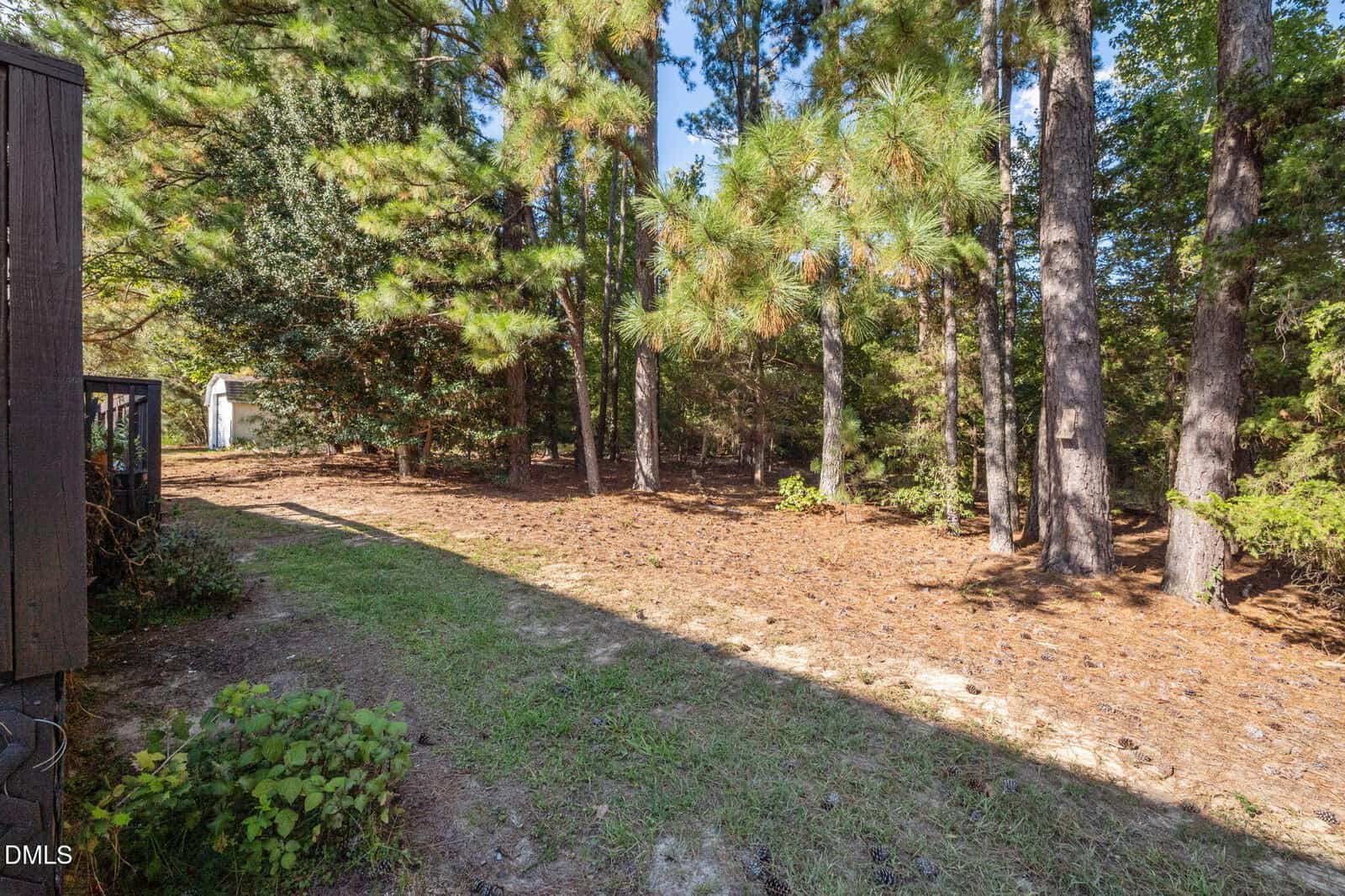 A backyard with patchy grass, shaded areas, and tall pine trees. A small shed is visible in the distance, surrounded by woods. Sunlight filters through the trees, casting shadows on the ground.