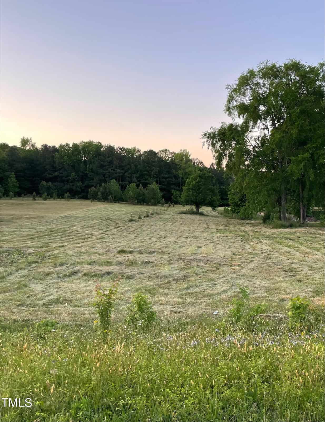 A grassy field with patches of recently cut grass is bordered by green trees under a clear sky at dusk. The landscape is open, with a few larger trees on the right and a dense forest in the background.