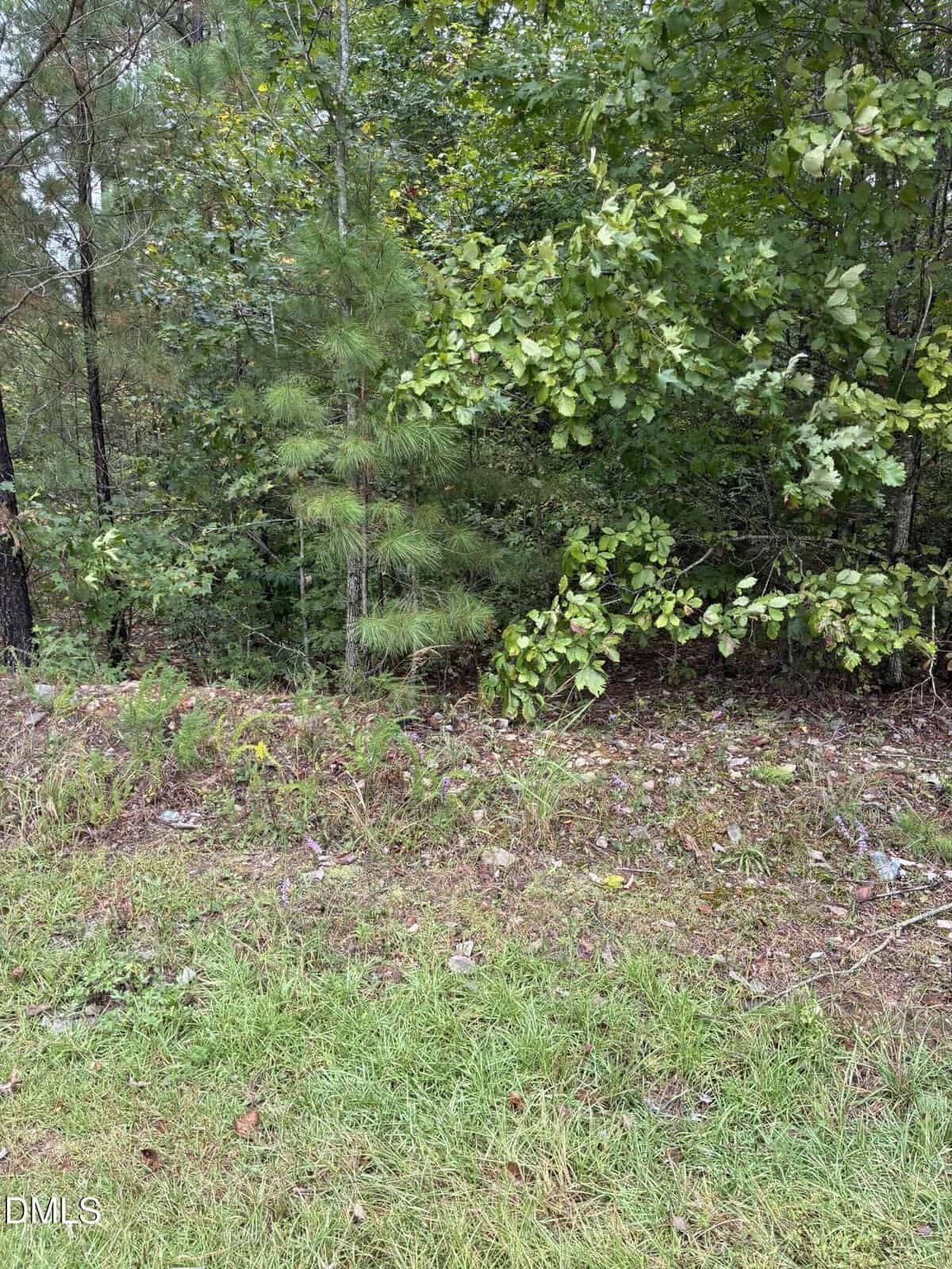 A patch of grassy ground next to a roadside, with dense green trees and shrubs in the background under cloudy daylight.