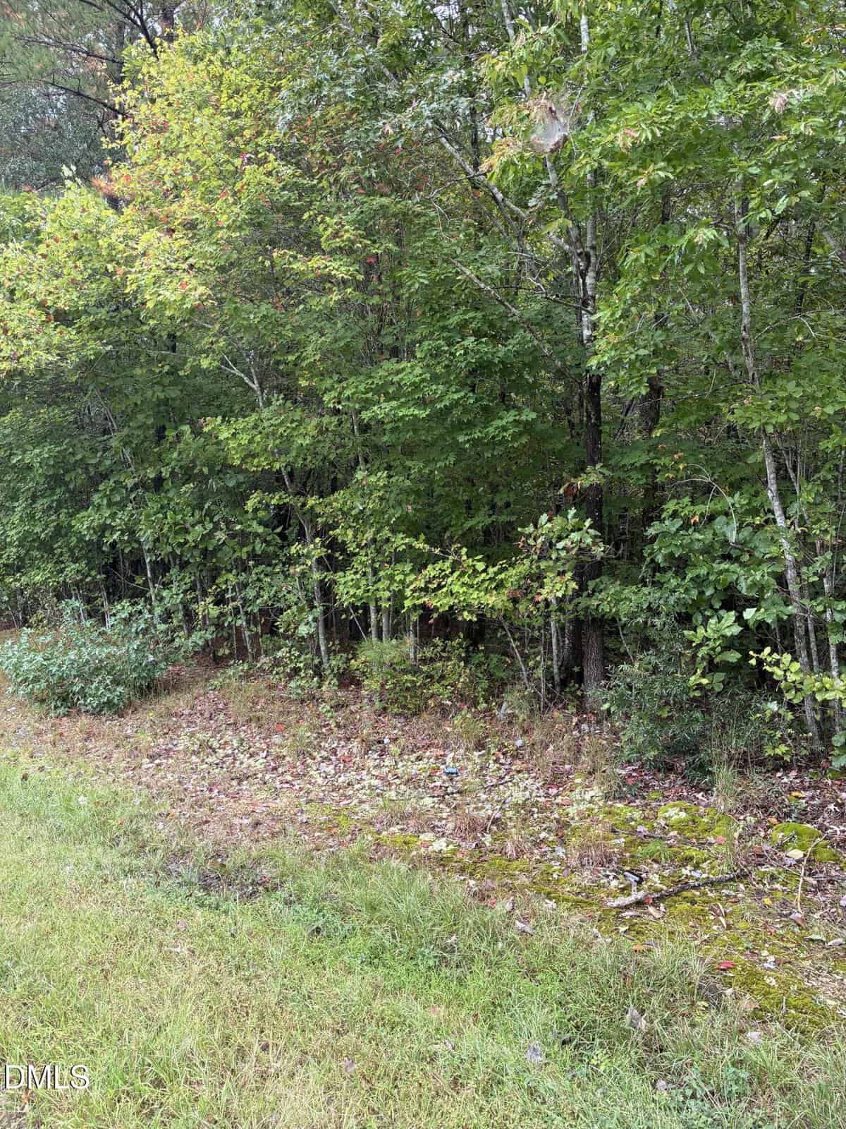 A grassy roadside borders a dense forest with green and slightly turning leaves, hinting at the early stages of autumn. The ground near the trees is covered with fallen leaves and sparse undergrowth.
