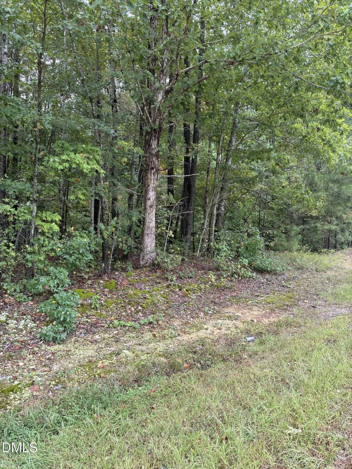 A wooded area with dense green trees and shrubs, next to a grassy patch and a narrow, worn dirt path. The scene appears natural and untouched, with overcast lighting and a hint of forest depth.