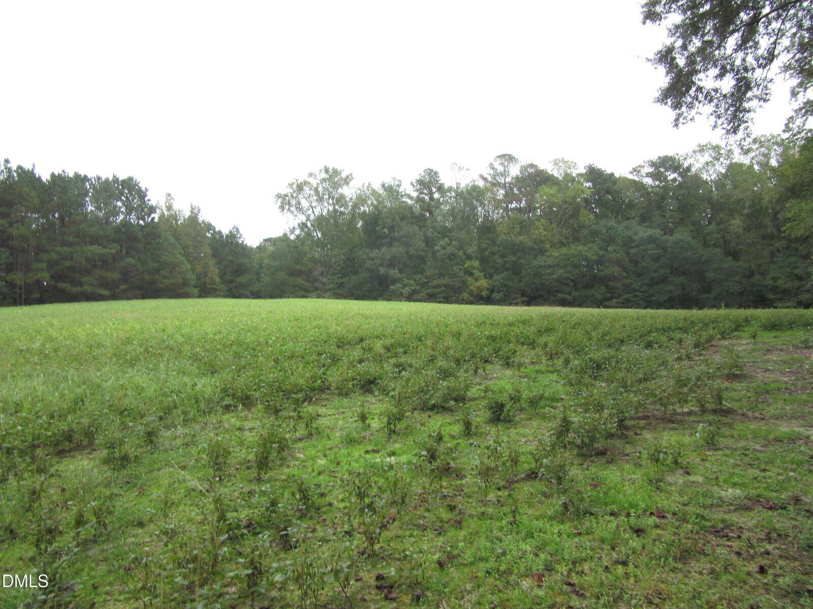 A grassy field with scattered small plants in the foreground, bordered by a dense line of trees in the background under an overcast sky, characterizes this picturesque 17.75 Acre Furney Pearce Road property in Zebulon.