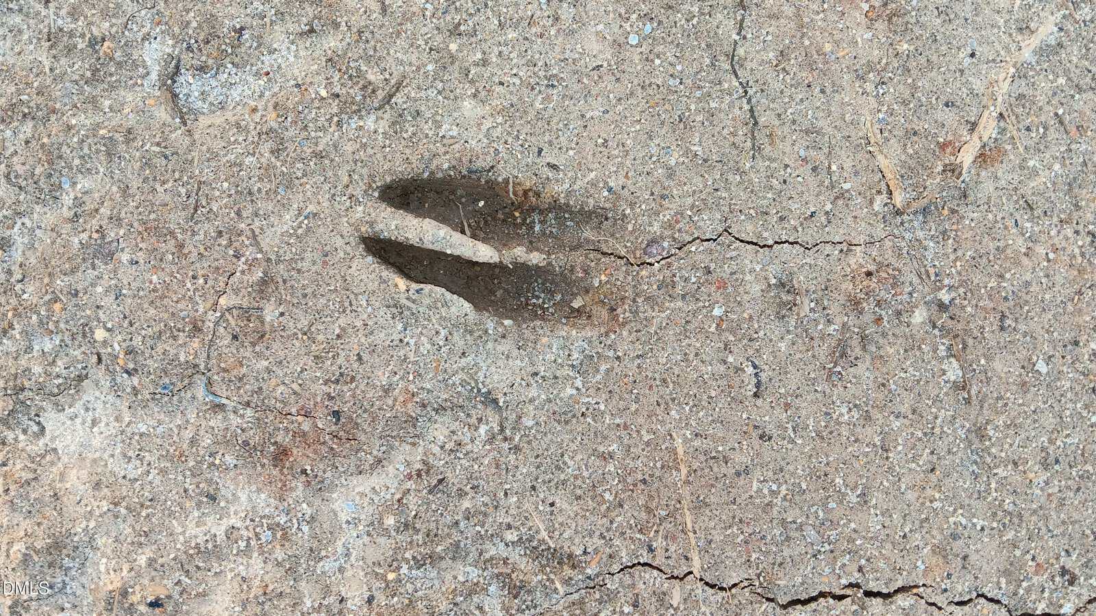 A single deer hoof print is pressed into dry, cracked, sandy brown soil. The hoof print is split in the center, with rough earth and small pebbles surrounding it.