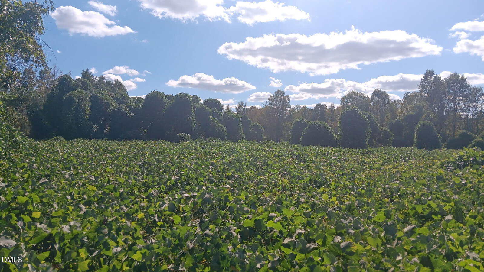 A lush green field covered with leafy plants stretches into the distance, bordered by tall trees and bushes under a bright blue sky with scattered fluffy white clouds. Sunlight casts soft shadows across the landscape.