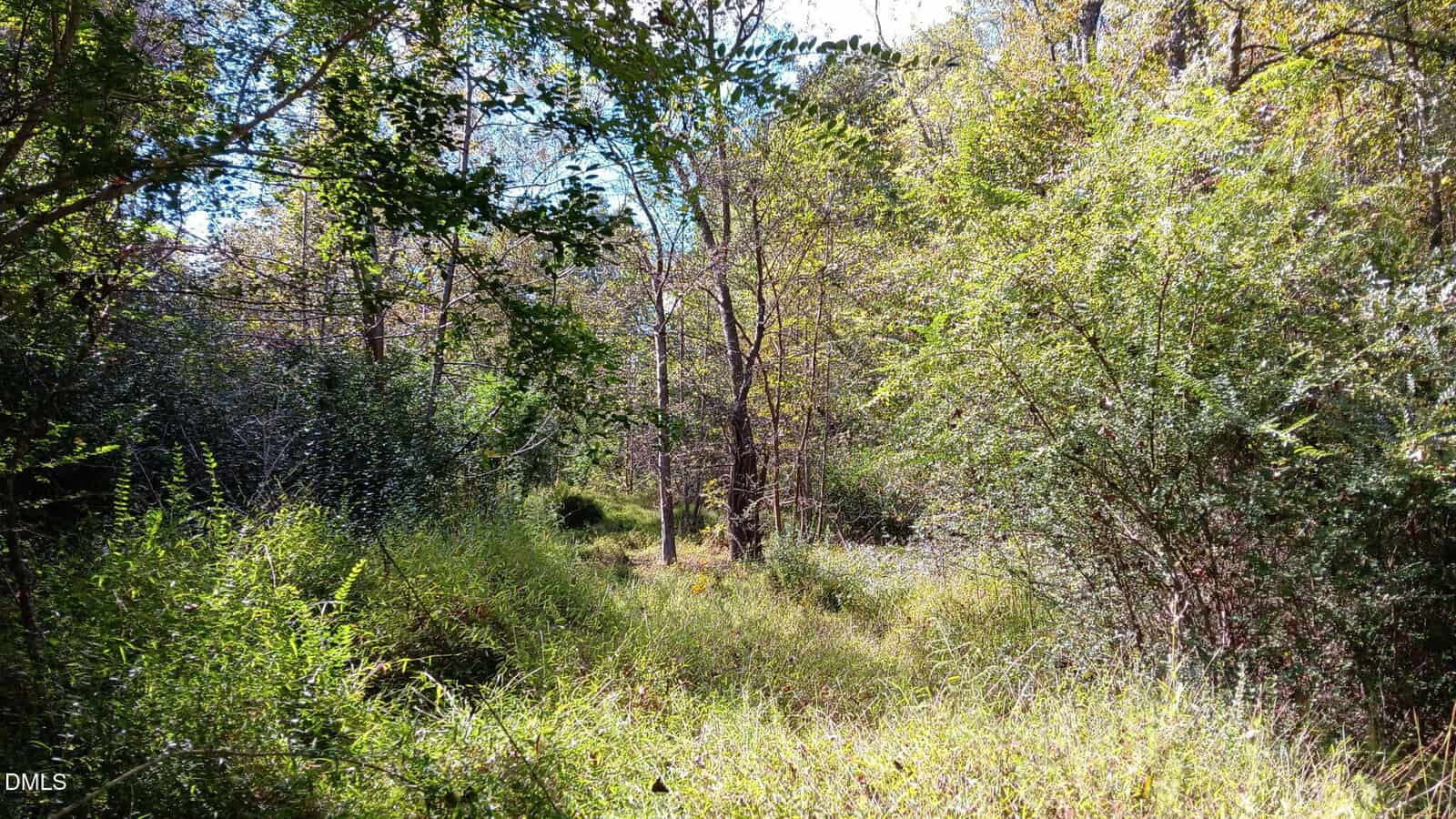 A sunlit forest clearing with tall grasses and various green trees and shrubs, with sunlight filtering through the leaves on a bright day.