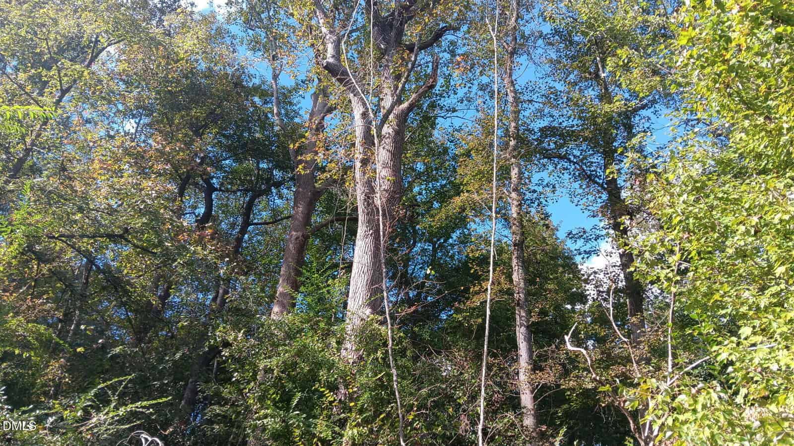 Tall trees with green leaves stand against a bright blue sky, with sunlight filtering through the branches. Dense foliage and underbrush fill the lower part of the scene, creating a lush, natural forest landscape.