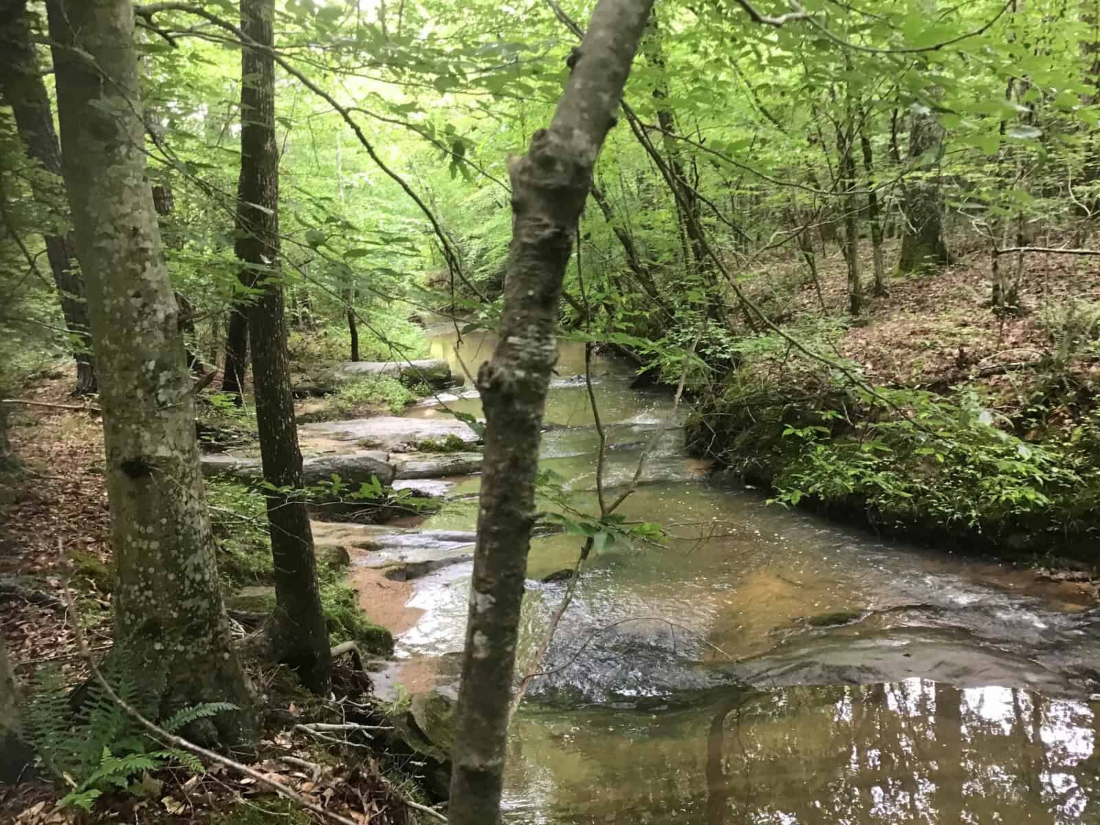 A shallow creek flows through a forest with green leafy trees, rocks, and moss along the banks. The scene is calm and shaded, with reflections on the water and dense vegetation surrounding the stream.