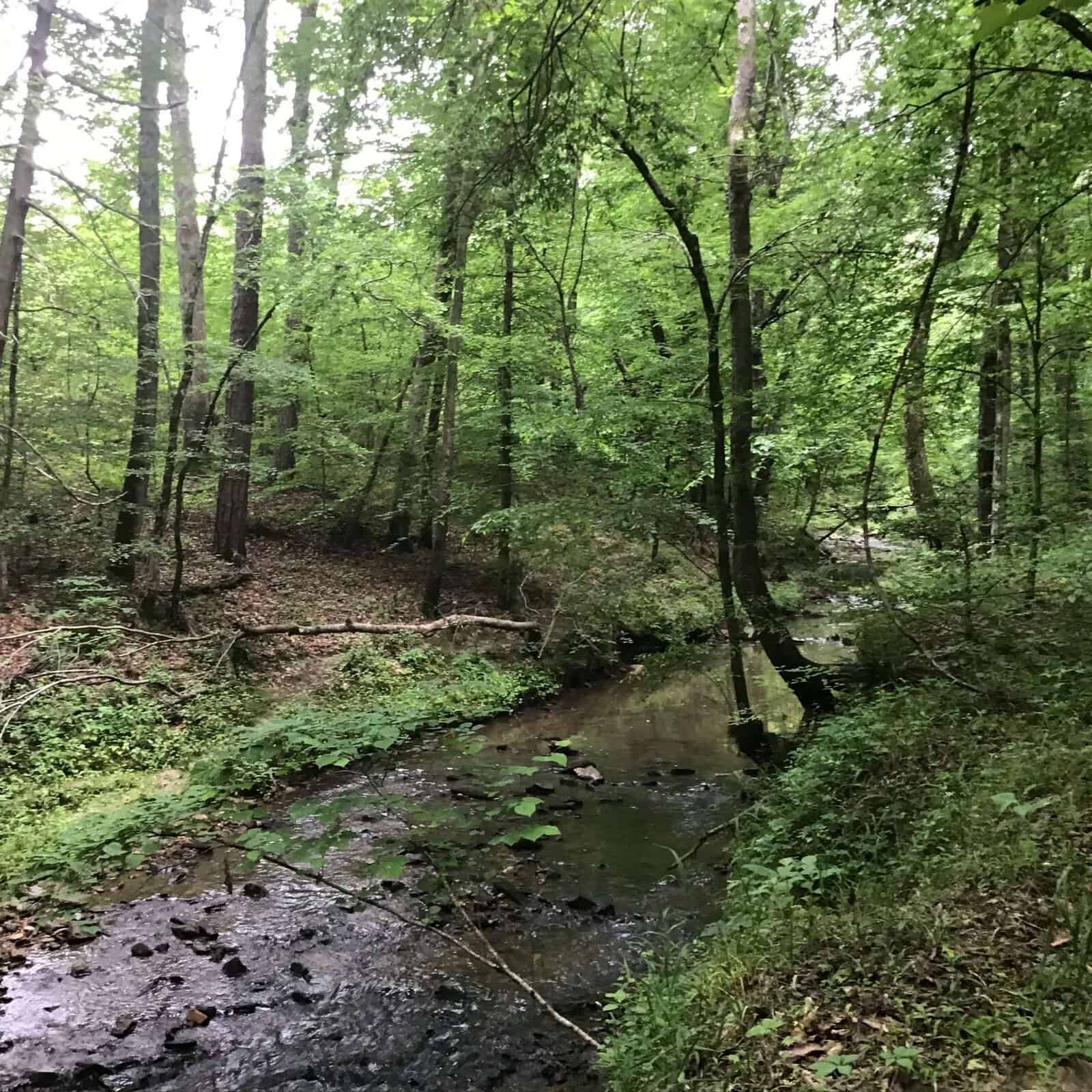 A small creek flows through a lush, green forest with tall trees and dense foliage. The water is shallow, with rocks and fallen branches along the banks. Sunlight filters softly through the leaves.