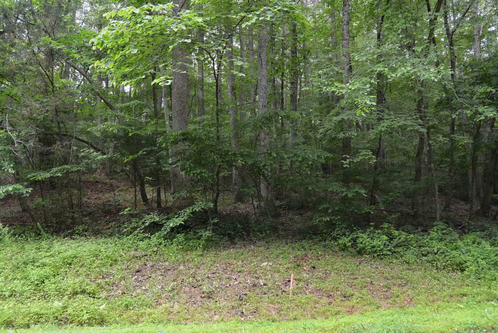 Dense, green forest with tall trees and thick undergrowth. The foreground has a patch of grass and low vegetation, while the background shows tree trunks and leafy branches, creating a natural woodland scene.
