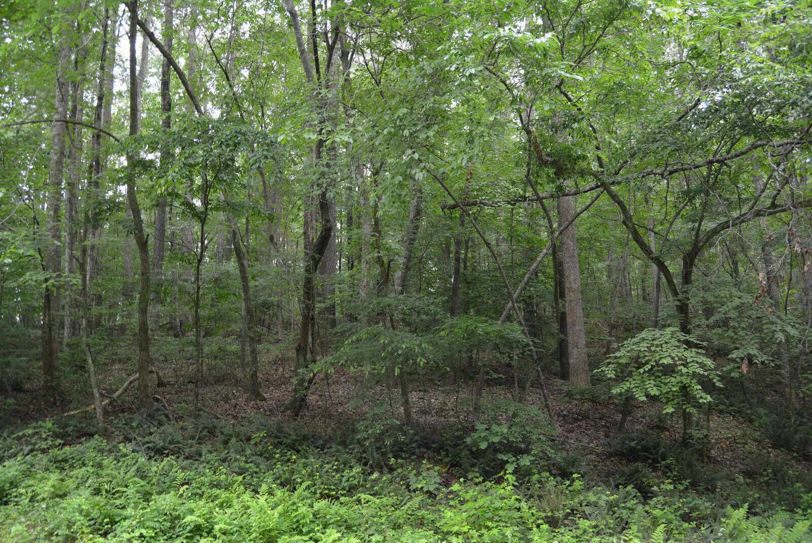 Dense green forest with tall trees, leafy undergrowth, and ferns covering the ground; sunlight filters through the thick canopy, creating scattered patches of light and shade.