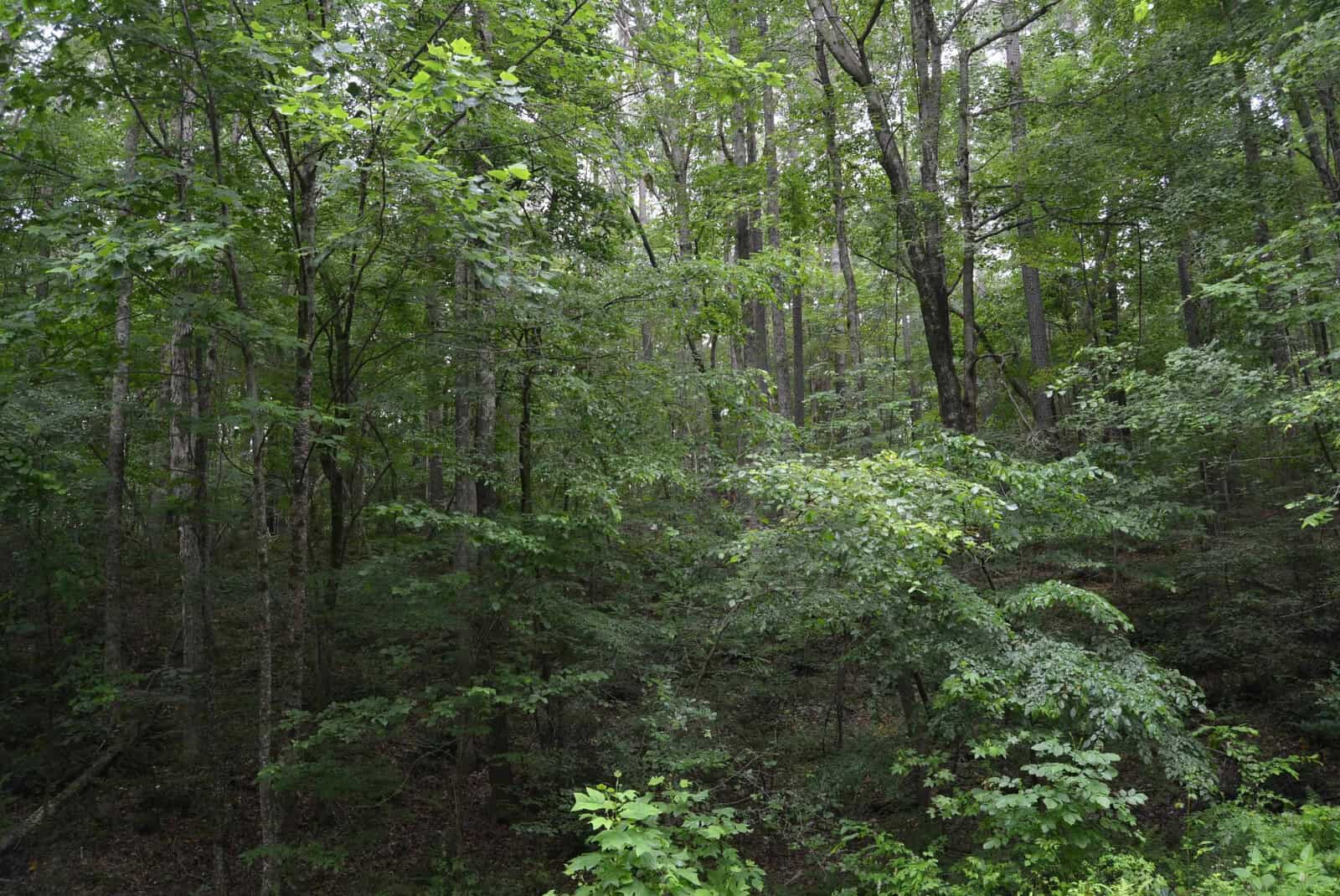 Dense, green forest with tall trees, lush foliage, and undergrowth covering the forest floor on a cloudy day. No clear path is visible among the thick vegetation.