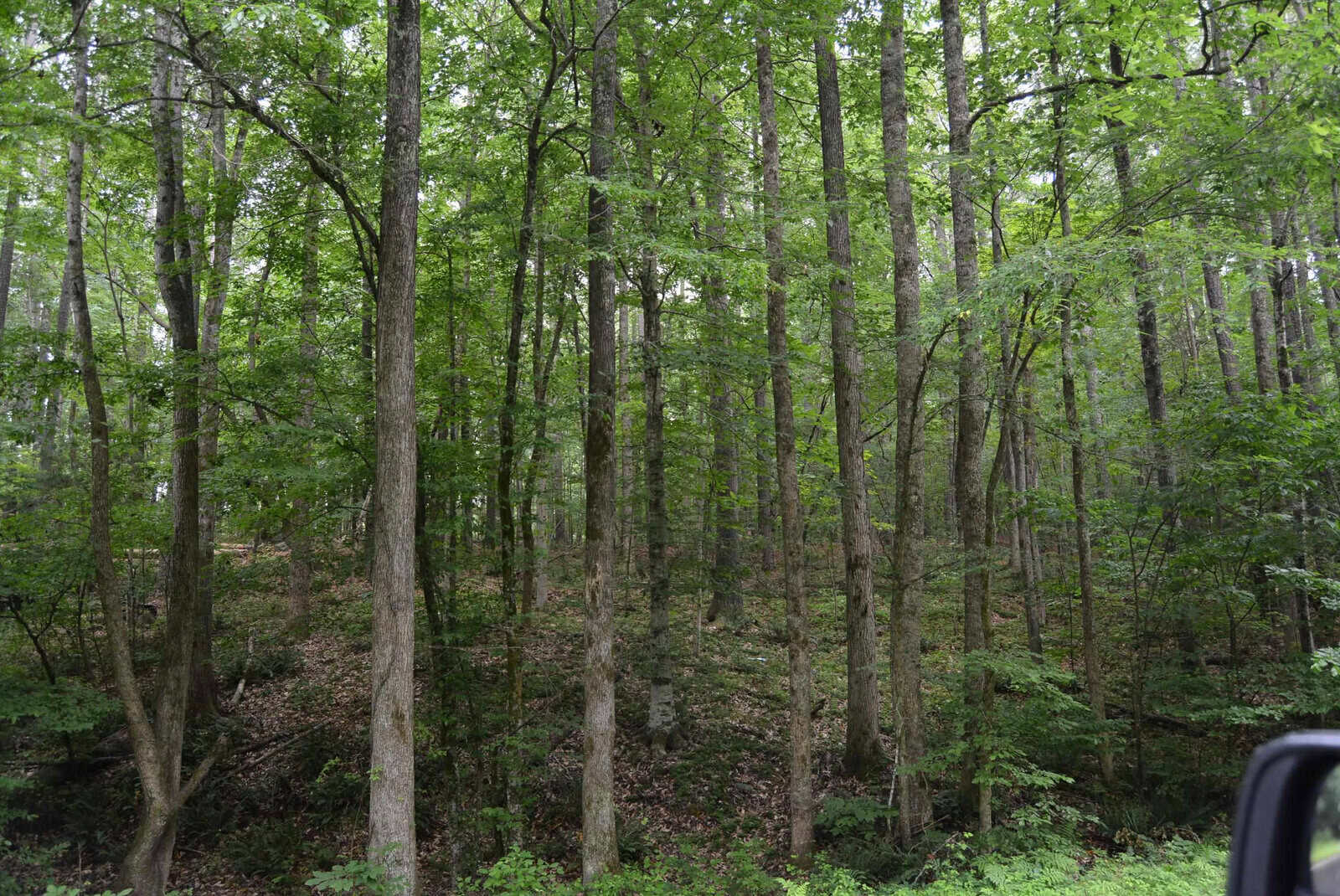 A lush, green forest with tall, slender trees and dense foliage. Sunlight filters through the leaves, and the forest floor is covered with plants and fallen leaves.