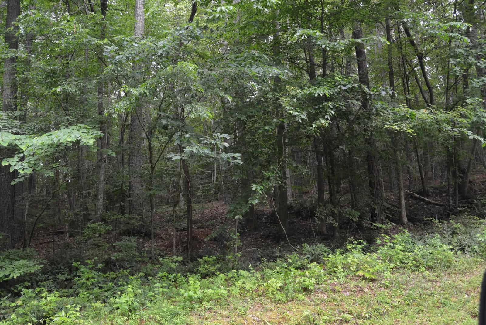 Dense green forest with tall trees, leafy undergrowth, and patches of sunlight. The ground is covered in grass and fallen leaves. No visible animals or people. The scene appears calm and natural.