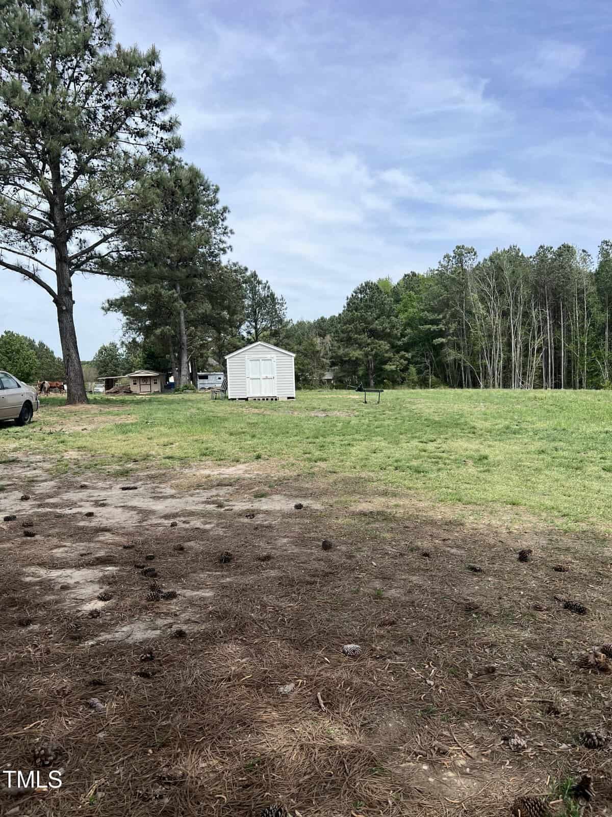 A grassy yard with scattered pinecones, shaded by tall trees, features a small white shed in the distance under a blue sky with light clouds. A parked car is partially visible on the left.