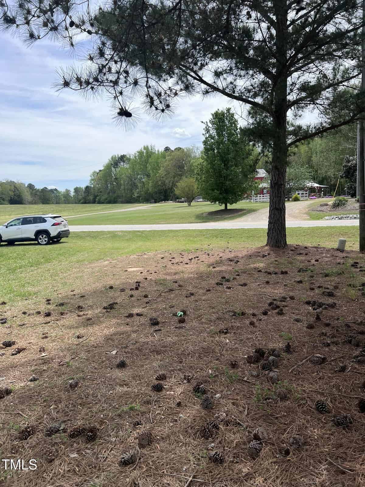 A pine tree stands in the foreground, its shadow cast on the ground covered with pine needles and cones. In the background, a white SUV is parked near a road, with grassy fields and trees beyond.