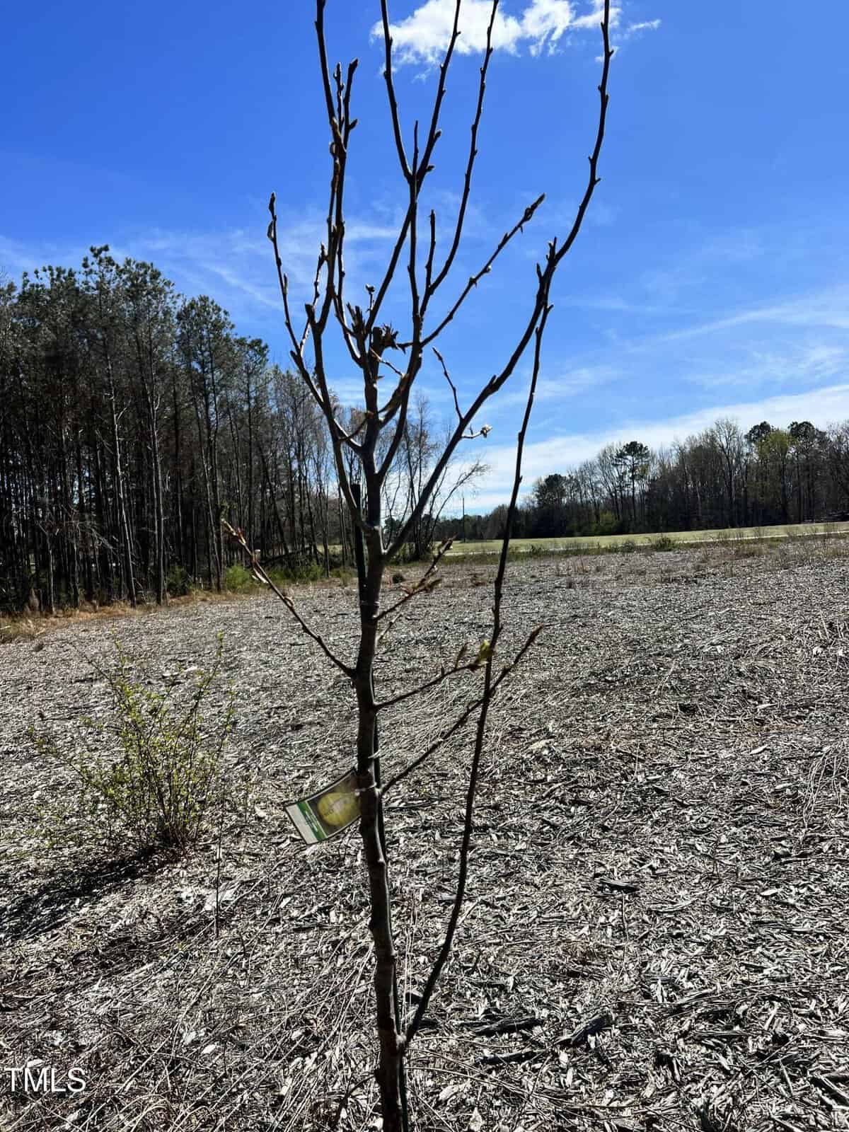 A young, leafless tree with a tag attached stands in a cleared, mulched field under a blue sky. A line of trees borders the left side of the field in the background.