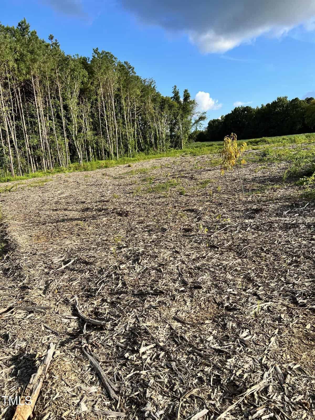 Cleared land with scattered wood chips and a few small saplings, bordered by tall trees under a blue sky with clouds.
