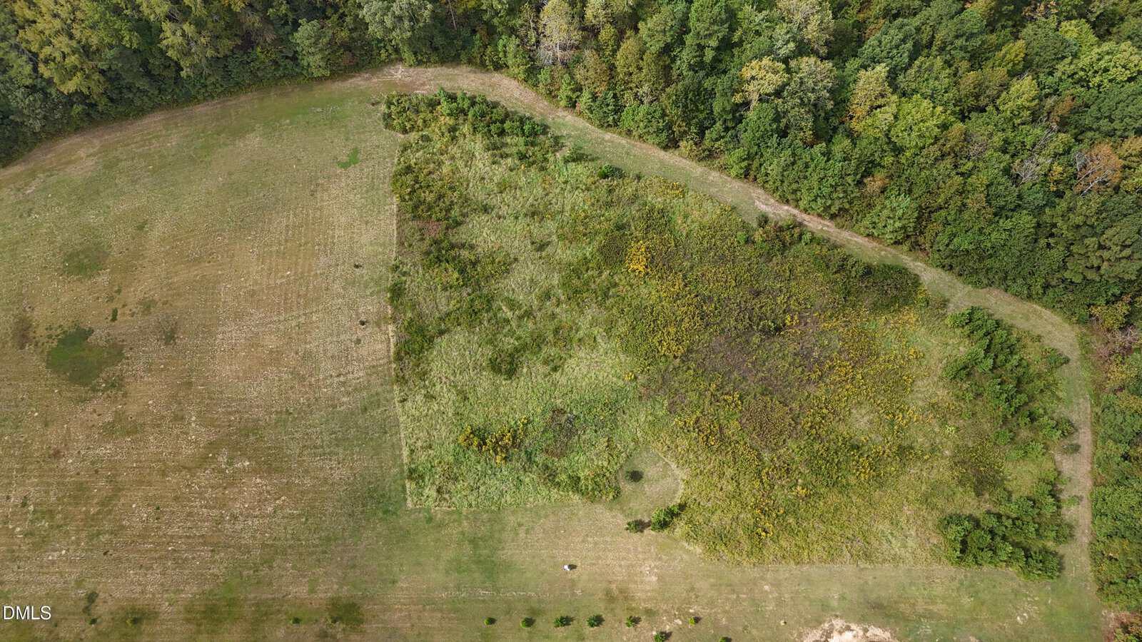 Aerial view of a grassy field bordered by dense trees. The field is partly mowed with an irregular, overgrown section containing tall weeds and bushes. A row of small, evenly spaced trees lines the bottom edge of the image.