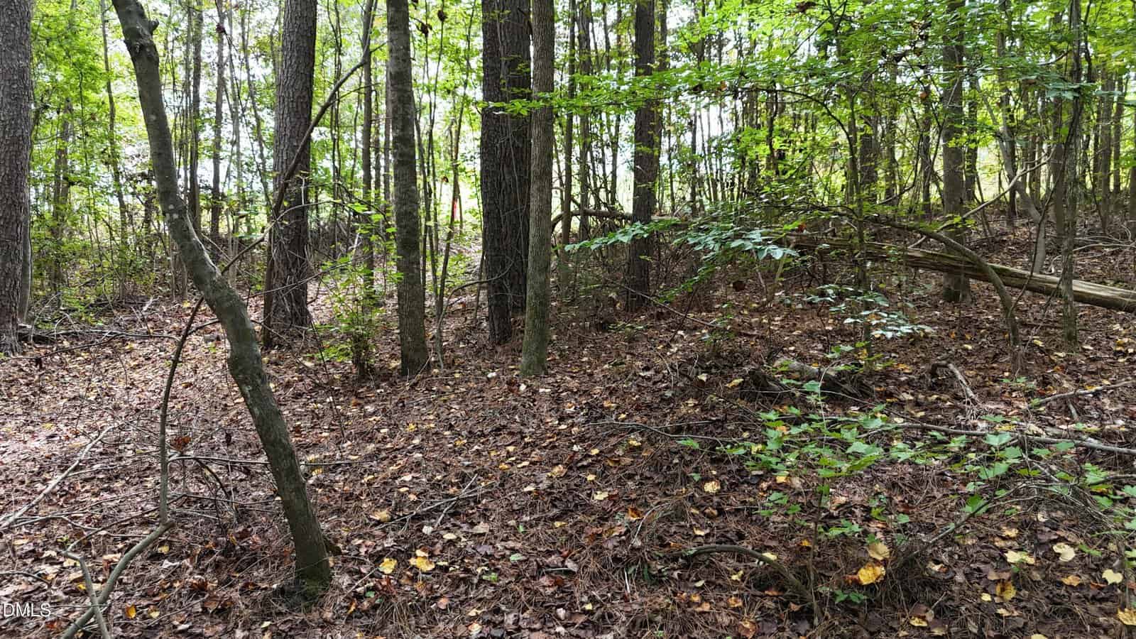 A forested area with tall, thin trees and green leaves. The ground is covered with brown fallen leaves, twigs, and pine needles. Sunlight filters through the canopy, creating areas of light and shade.