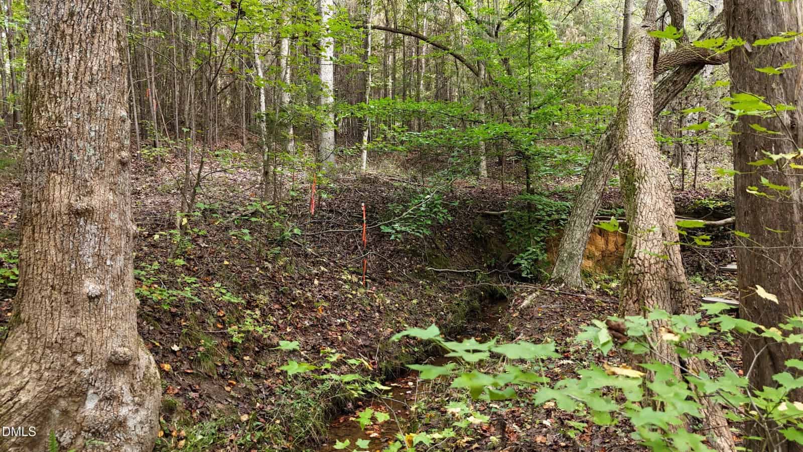 A wooded forest with leafy trees, a small stream running through, and orange survey markers visible on the sloped forest floor.