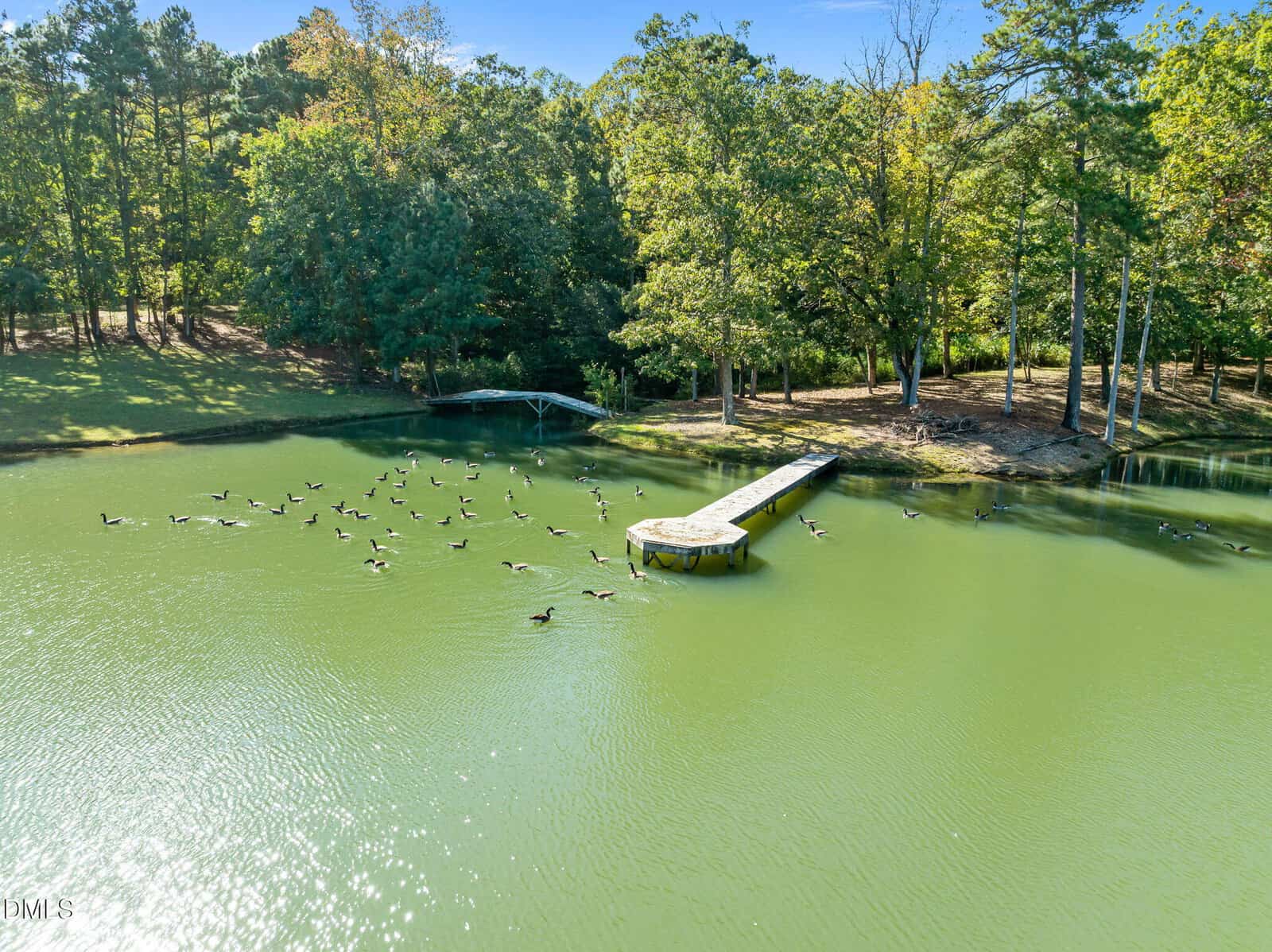 A flock of geese flies low over a green pond with a long wooden dock and a circular platform, surrounded by trees and grassy areas on a sunny day.