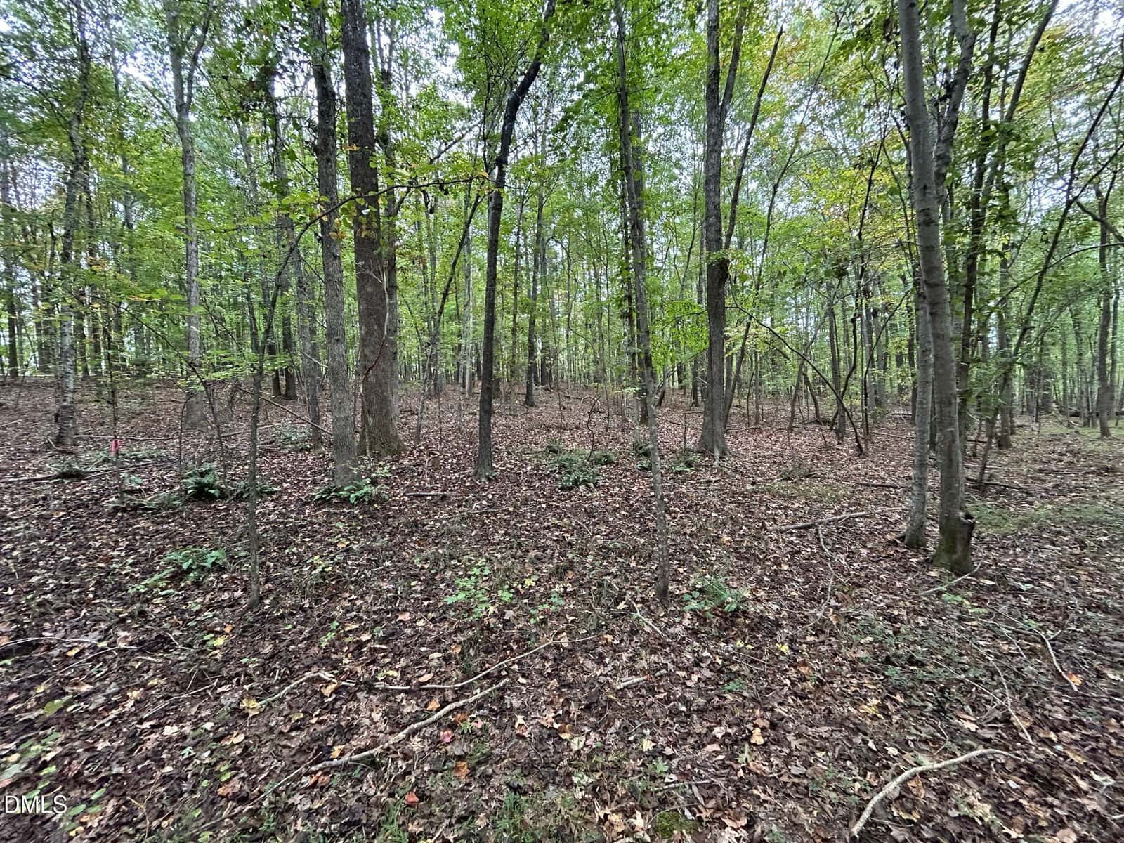 A forest with tall, thin trees, sparse undergrowth, and a brown leaf-covered ground; the sky is overcast and the area appears quiet and undisturbed.