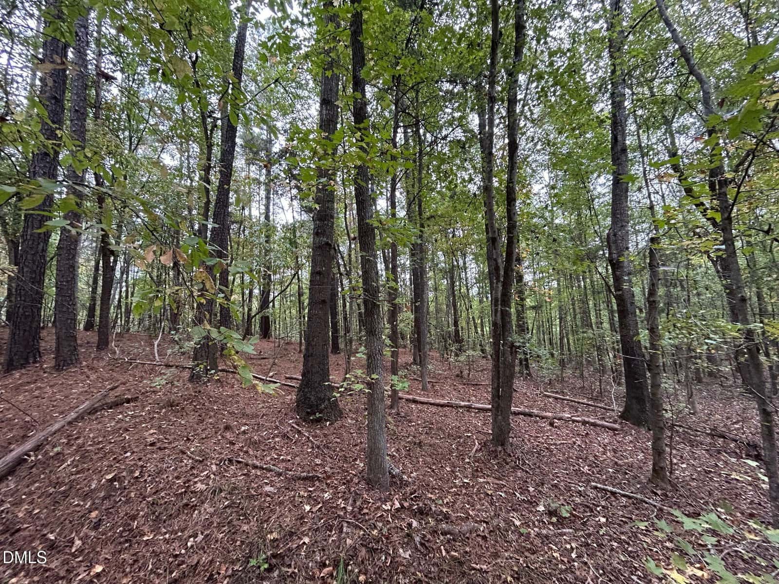 A forest scene with tall trees, thin trunks, and a ground covered in brown leaves and pine needles. The sky is visible through the green foliage. The landscape appears undeveloped and natural.