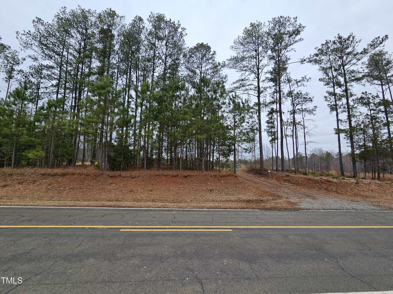 A paved road runs alongside a slightly sloped area with a mix of tall pine trees and small saplings; the ground is covered with brown pine needles and patches of bare earth. The sky is overcast.