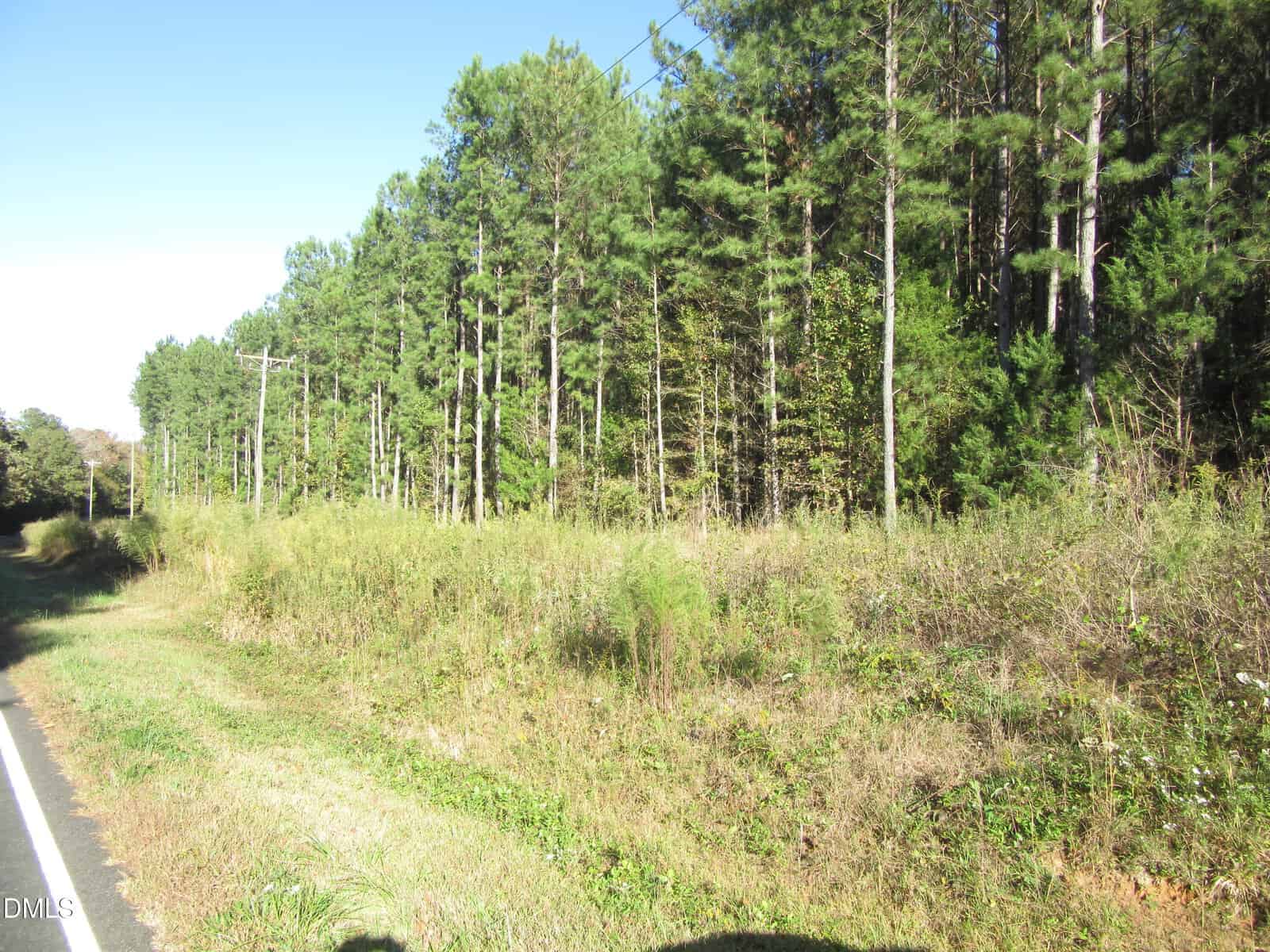 A roadside view of a grassy and weedy area next to a dense forest of tall pine trees under a clear blue sky. Utility poles and wires run parallel to the road along the tree line.