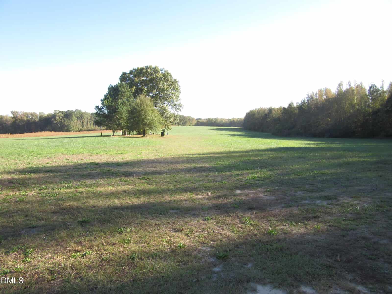 A wide, grassy field with a few scattered trees in the center and dense woods along the right and far edges under a clear blue sky. Shadows from trees stretch across the sunlit grass.