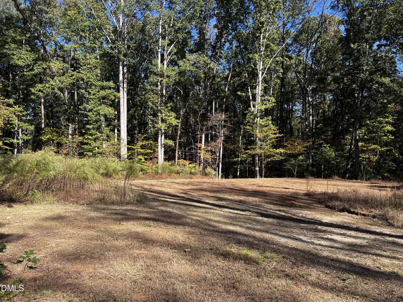 A clearing with dry grass and dirt is bordered by tall trees and dense forest under a clear blue sky. Shadows from the trees stretch across the ground.