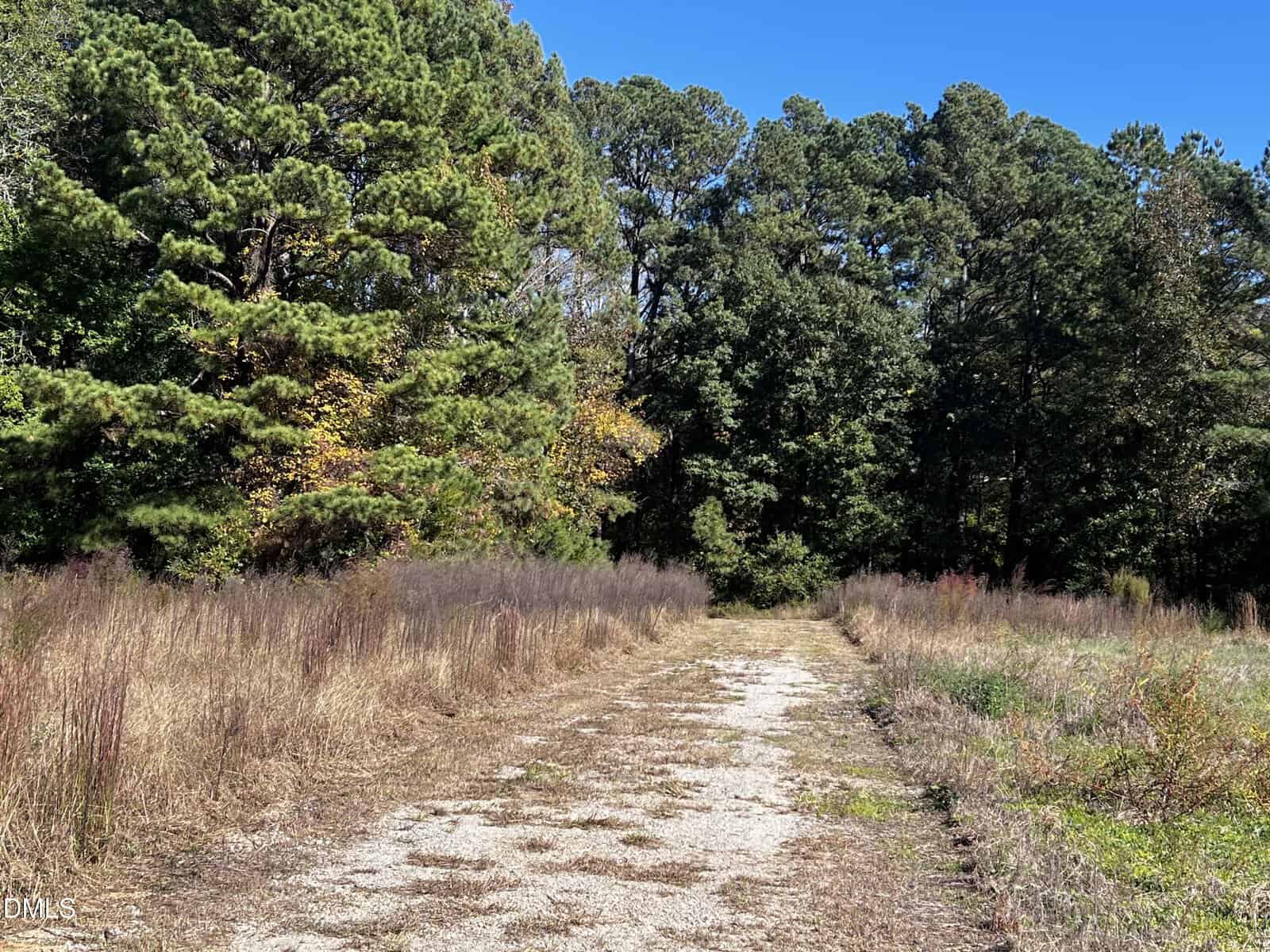 A gravel and dirt path runs through tall, dry grass and leads toward dense, green trees under a clear blue sky.