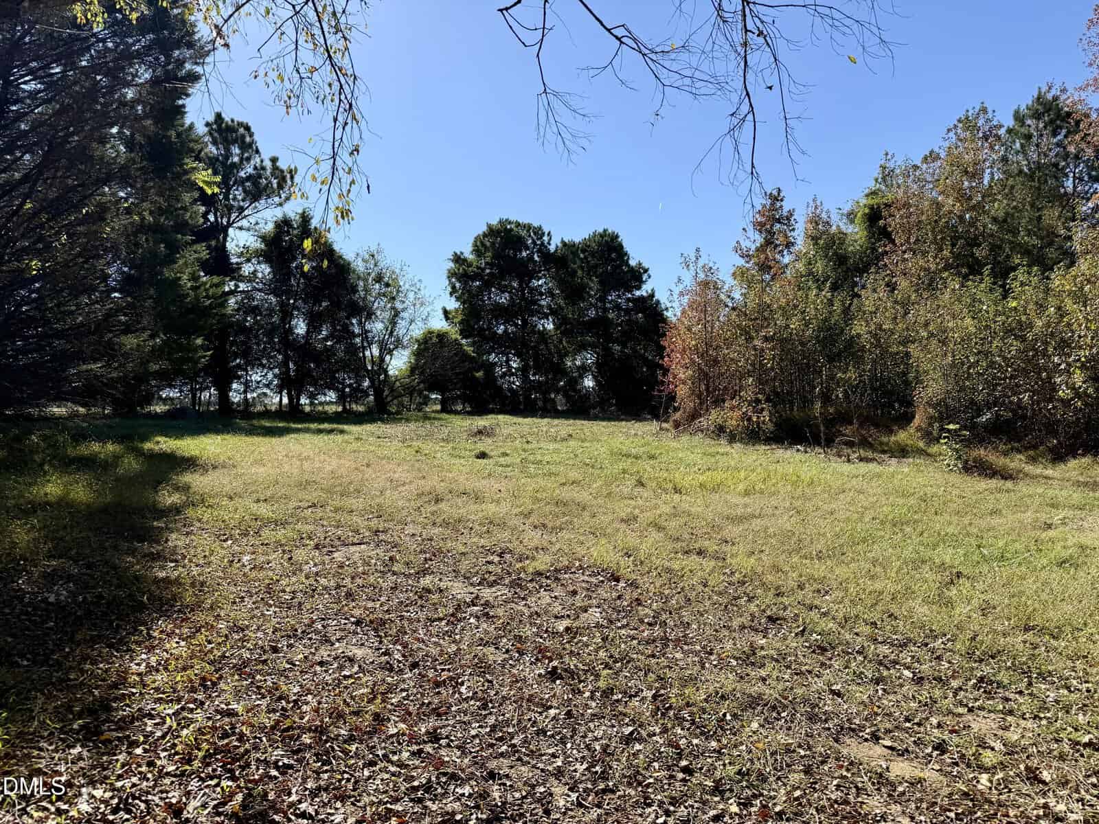 A grassy clearing bordered by trees and shrubs under a clear blue sky, with sunlight casting shadows on the ground covered in patches of fallen leaves.