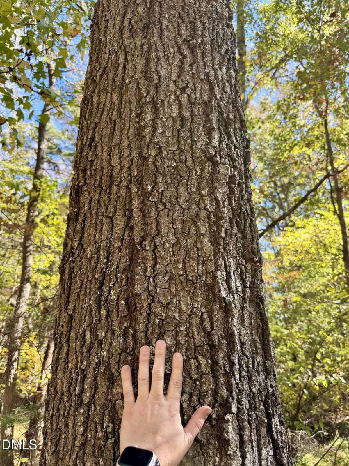 A hand wearing a black smartwatch rests against the rough, textured bark of a large tree trunk in a wooded area with green leaves and sunlight filtering through the trees.