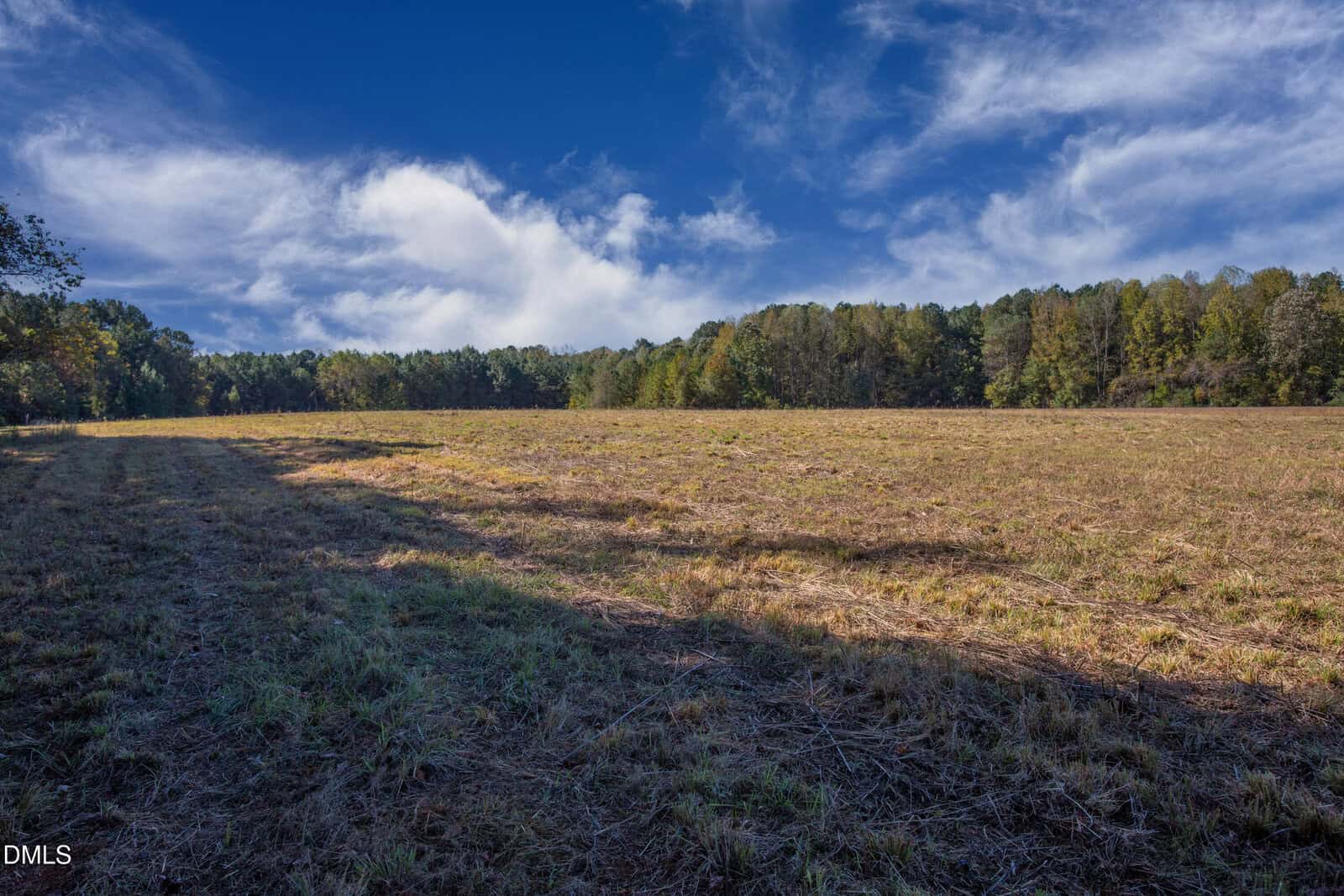 Open field with dry grass under a blue sky with wispy clouds, bordered by a line of green trees in the background. Shadows stretch across the foreground, suggesting late afternoon sunlight.