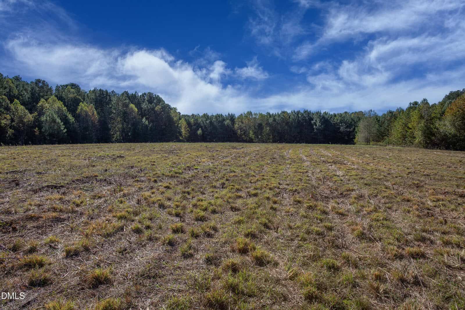 Open field covered with patchy grass under a bright blue sky with wispy clouds, bordered by a dense line of green trees in the background.
