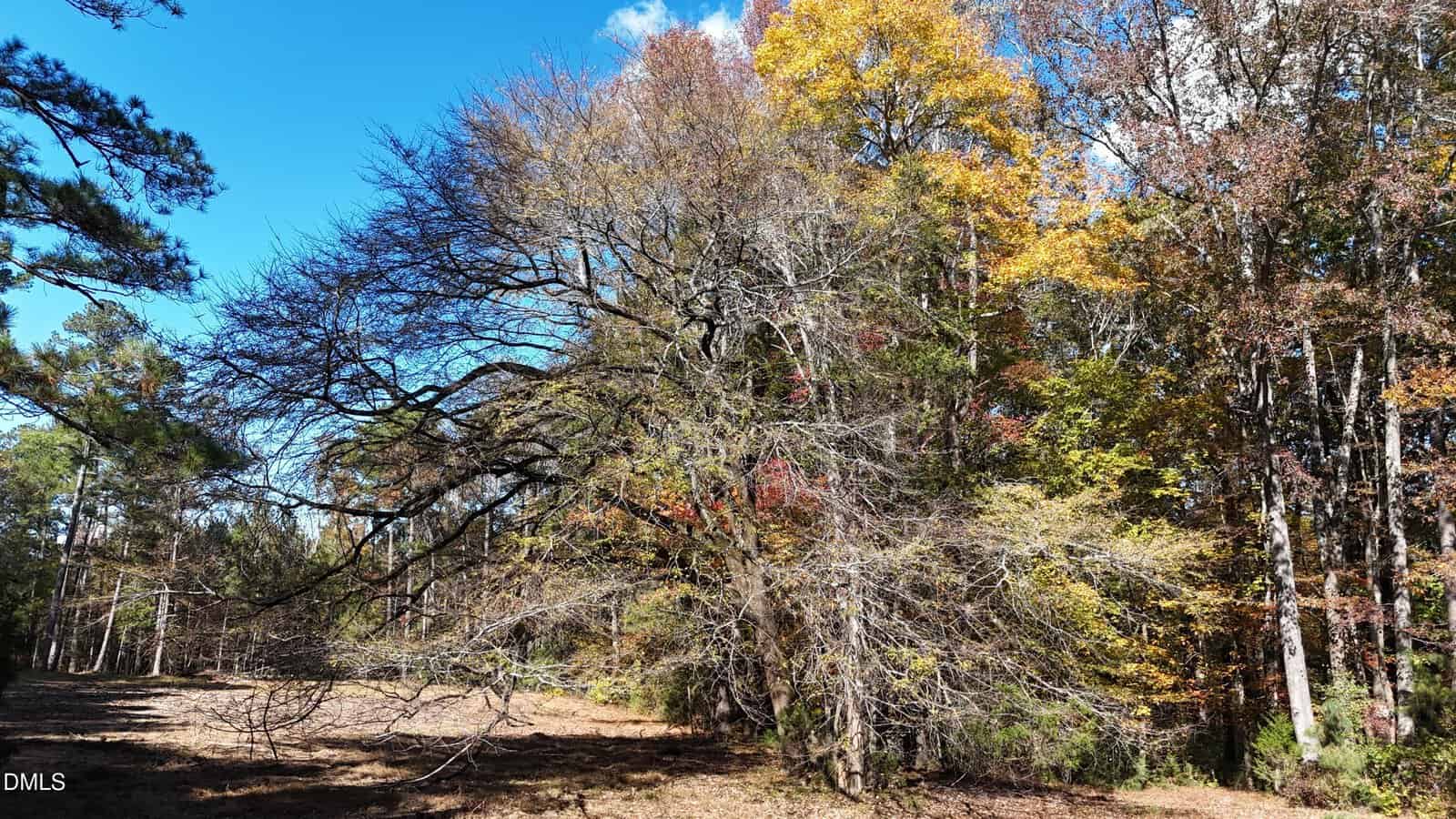 A large tree with mostly bare branches stands in front of a forest with colorful autumn foliage under a clear blue sky. Sunlight highlights the mix of green, yellow, and orange leaves on surrounding trees.