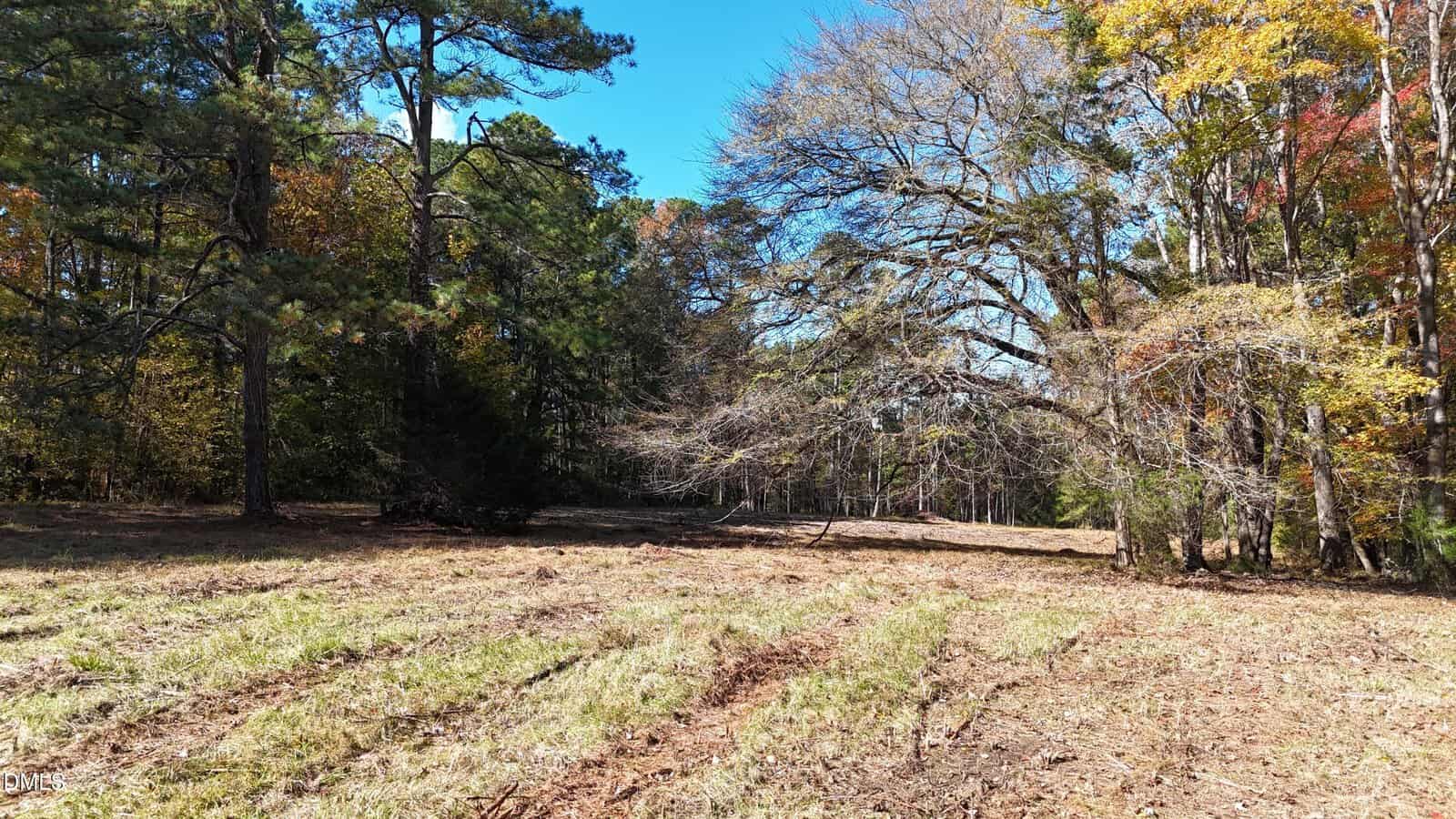 A clearing with dry grass and visible tire tracks is bordered by tall pine and deciduous trees, some with autumn foliage, under a clear blue sky.